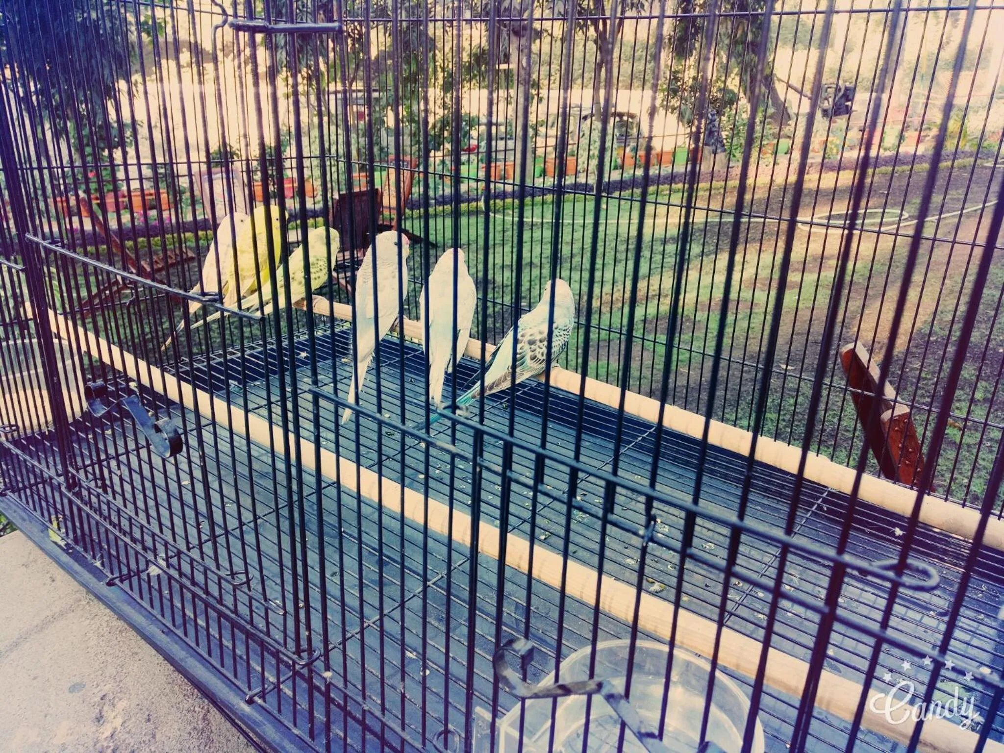 Garden view in Hotel Toppers Corner