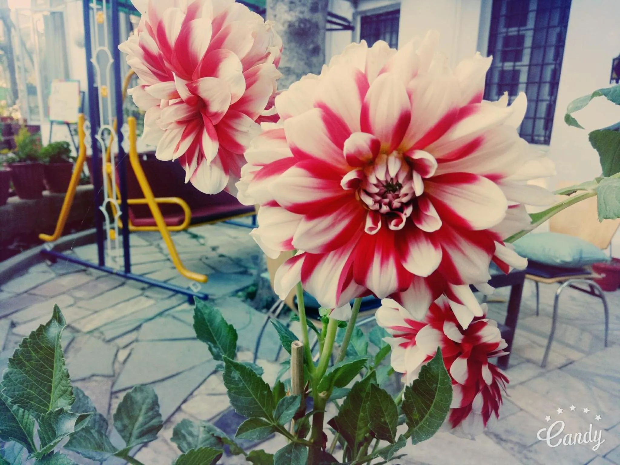 Garden in Hotel Toppers Corner