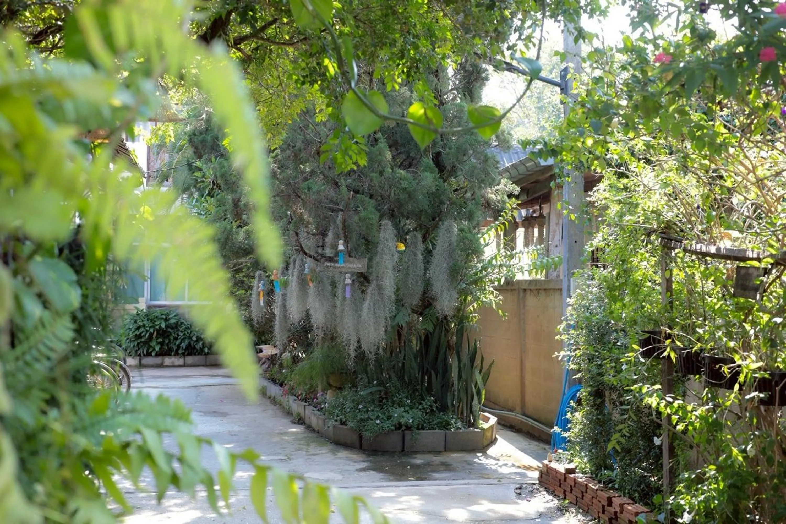 Garden in Gita's House