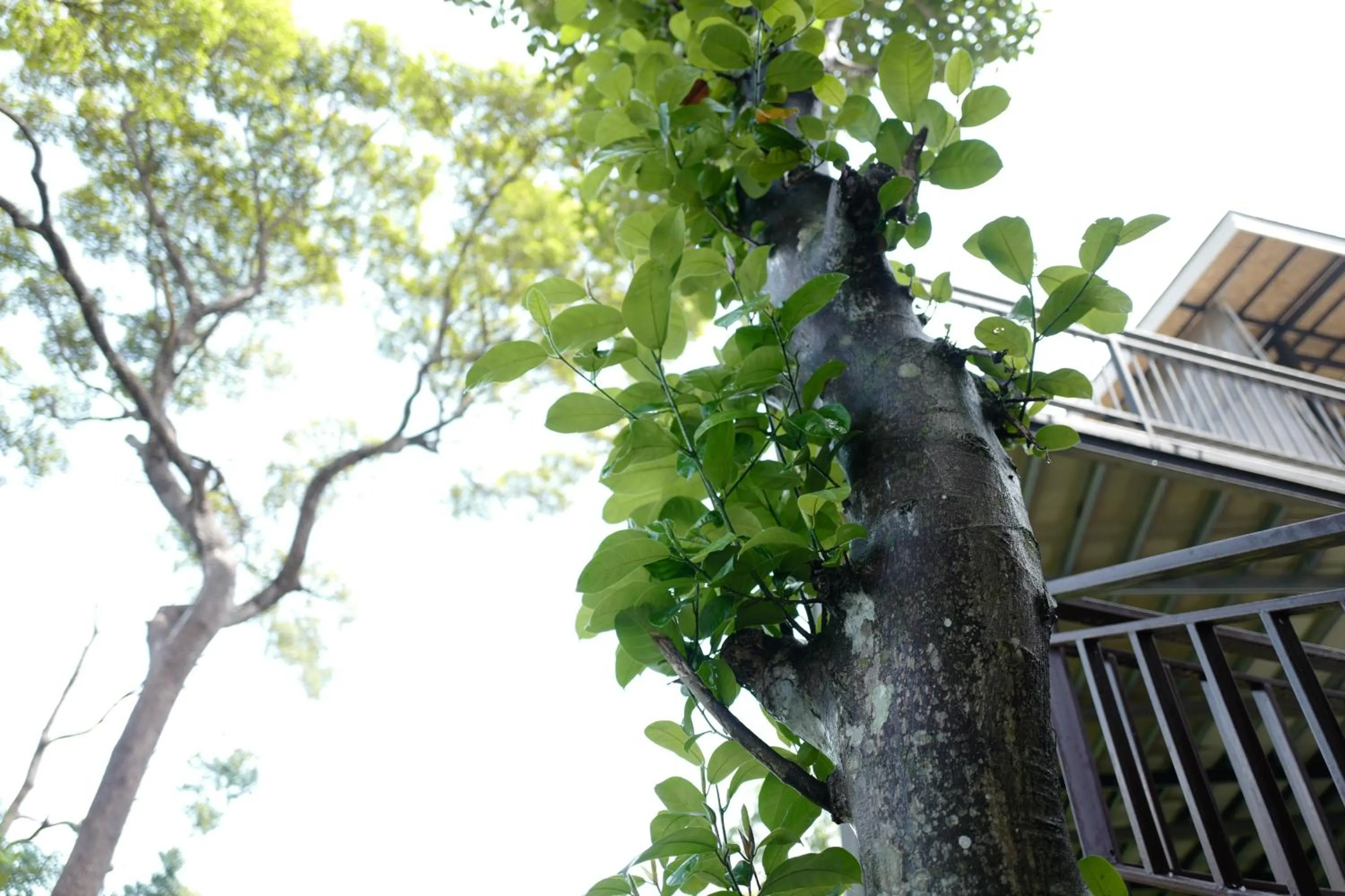 Natural landscape in Sunset Bay View Phuket