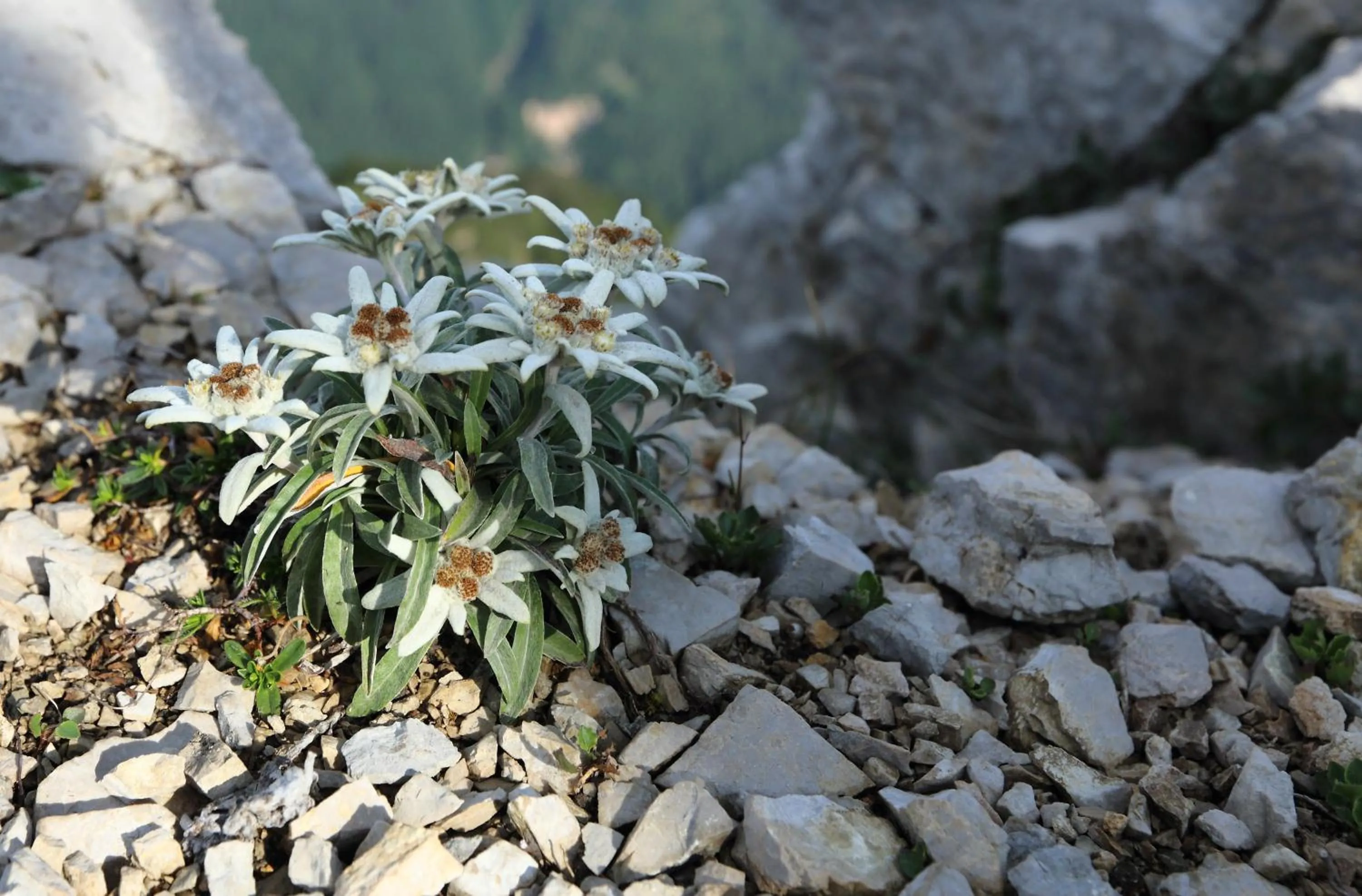 Spring in Casa Leon d'Oro