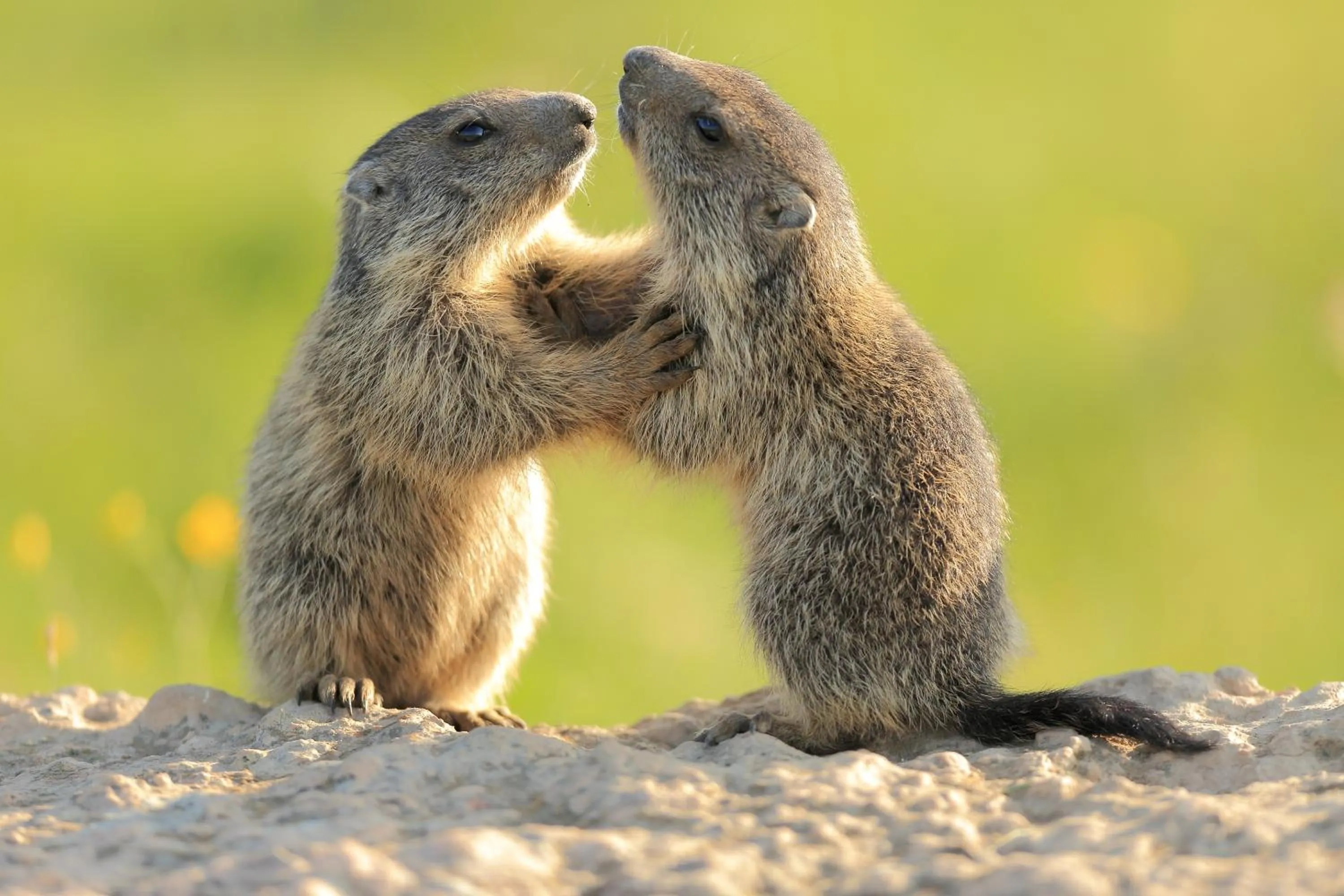 Animals in Casa Leon d'Oro