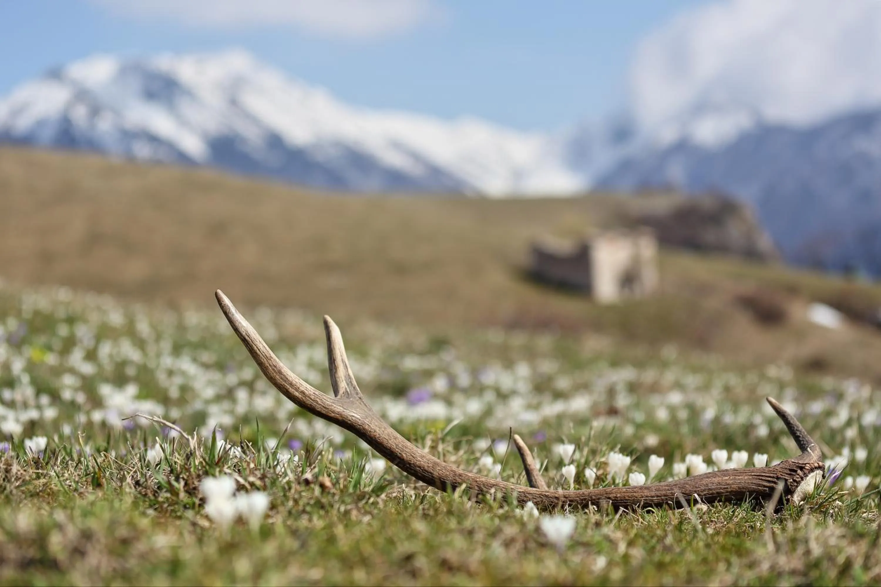 Spring in Casa Leon d'Oro