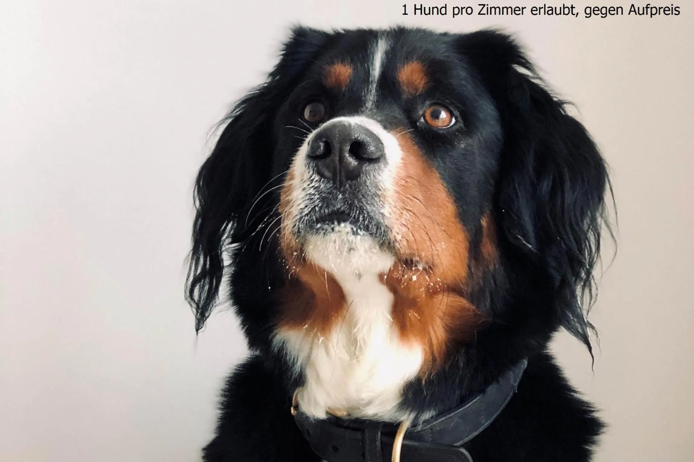 Pets in Villa Breeksee