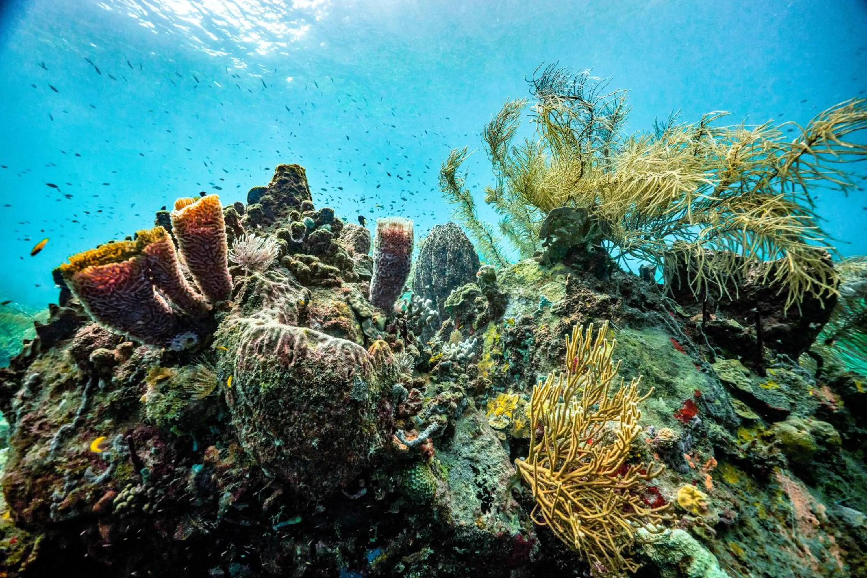 Activities in Sandals Regency La Toc All Inclusive Resort and Spa - Couples Only