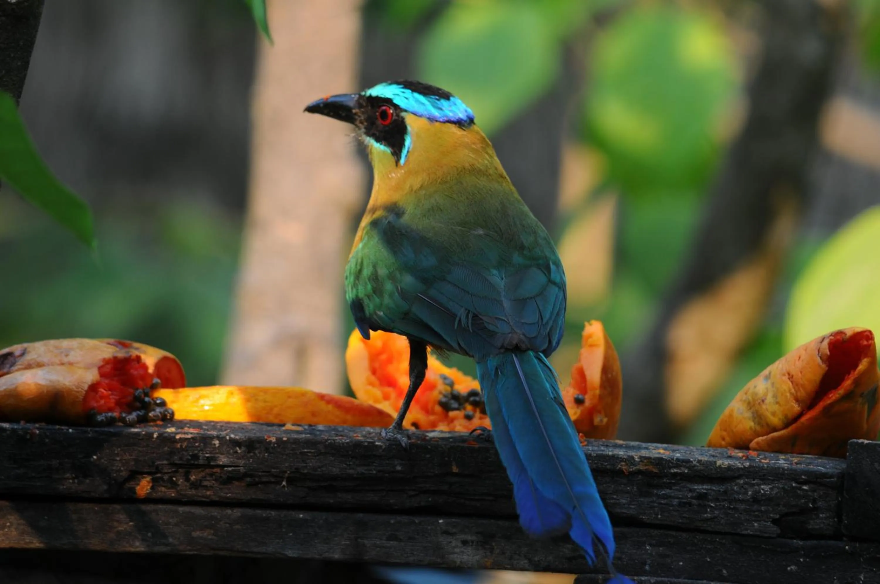 Garden in Hotel Mon Ami