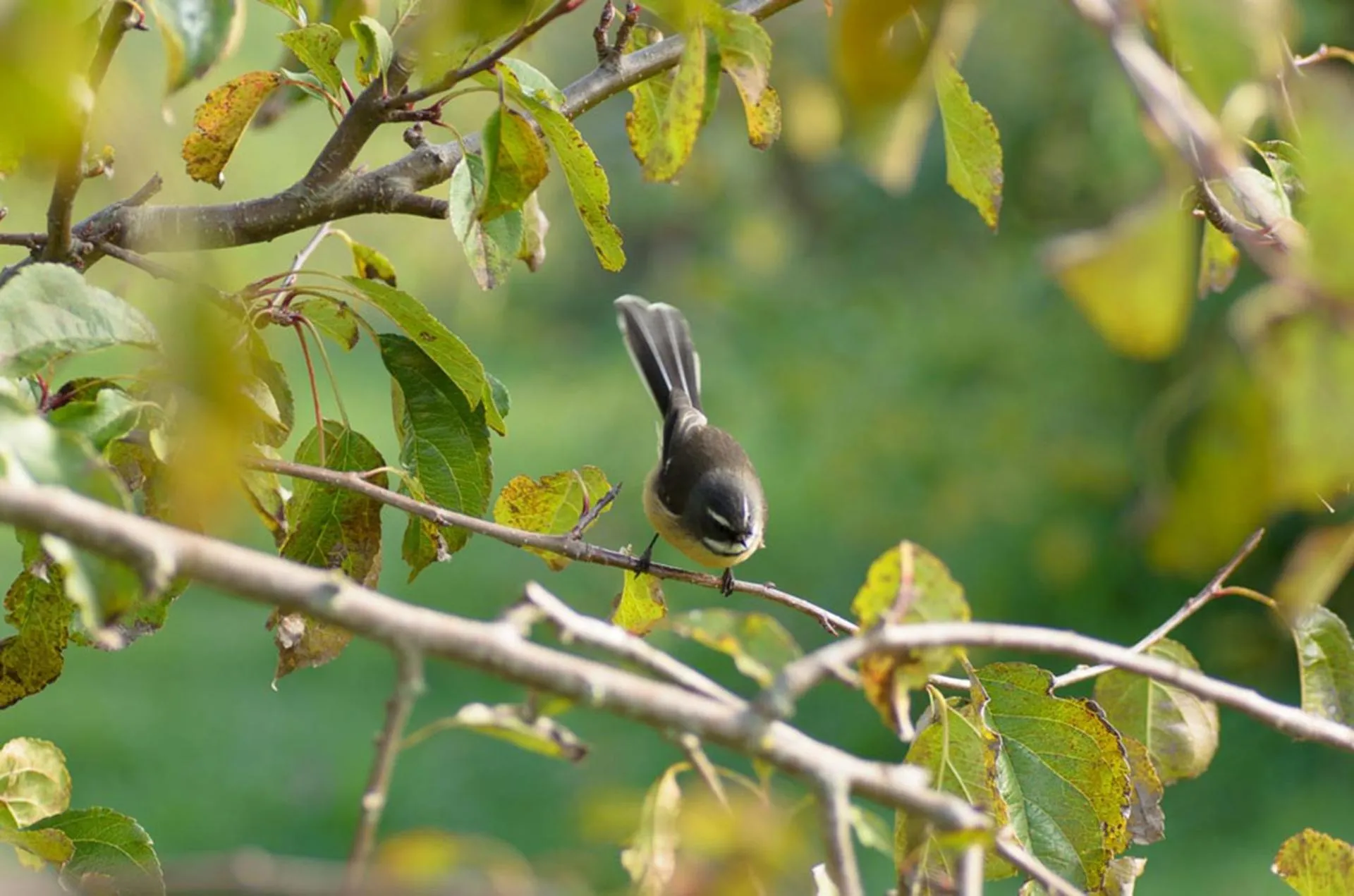 Animals in Secluded Haven Near Bush, Beach & Havelock North