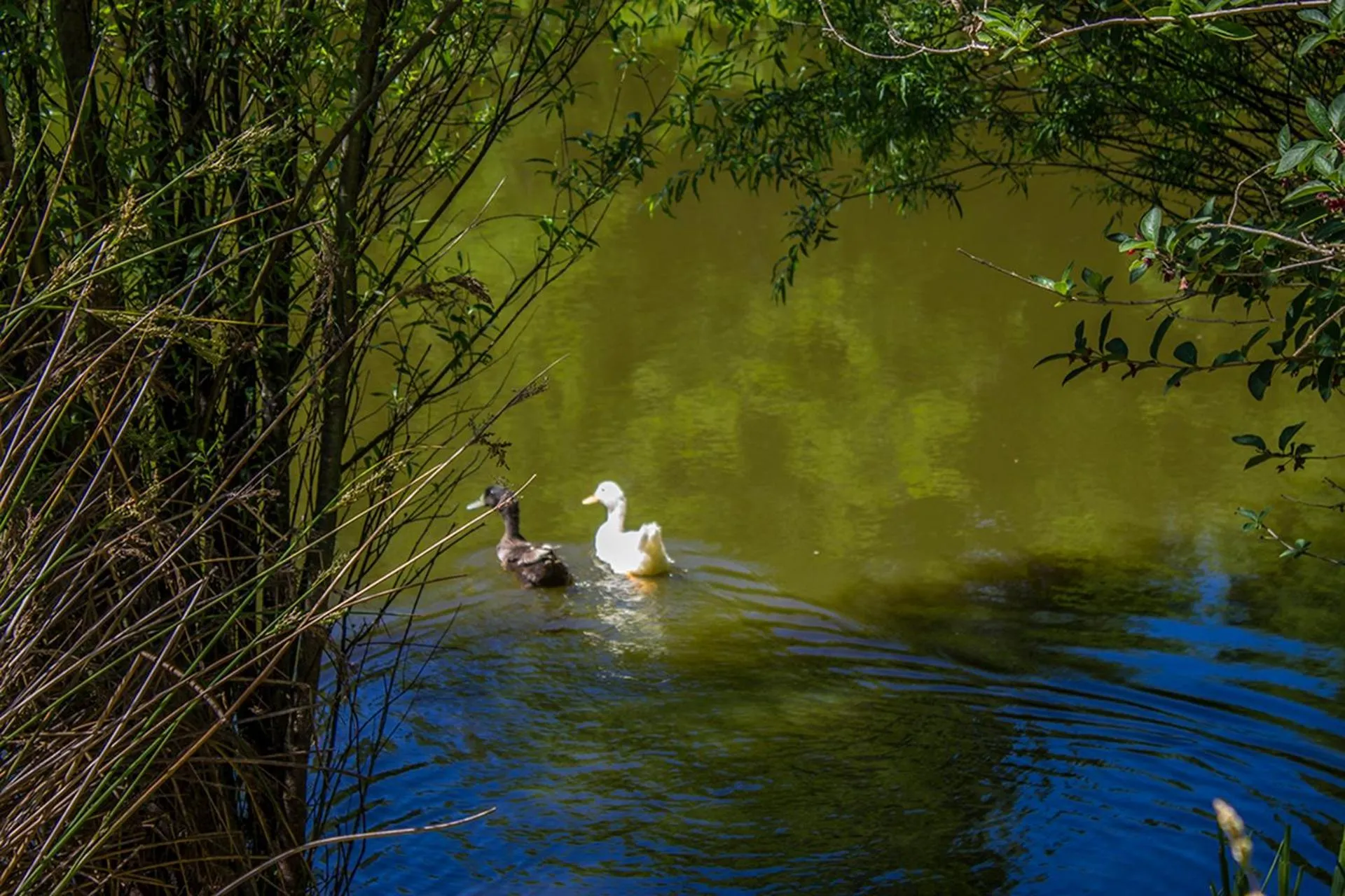 Pets in Secluded Haven Near Bush, Beach & Havelock North