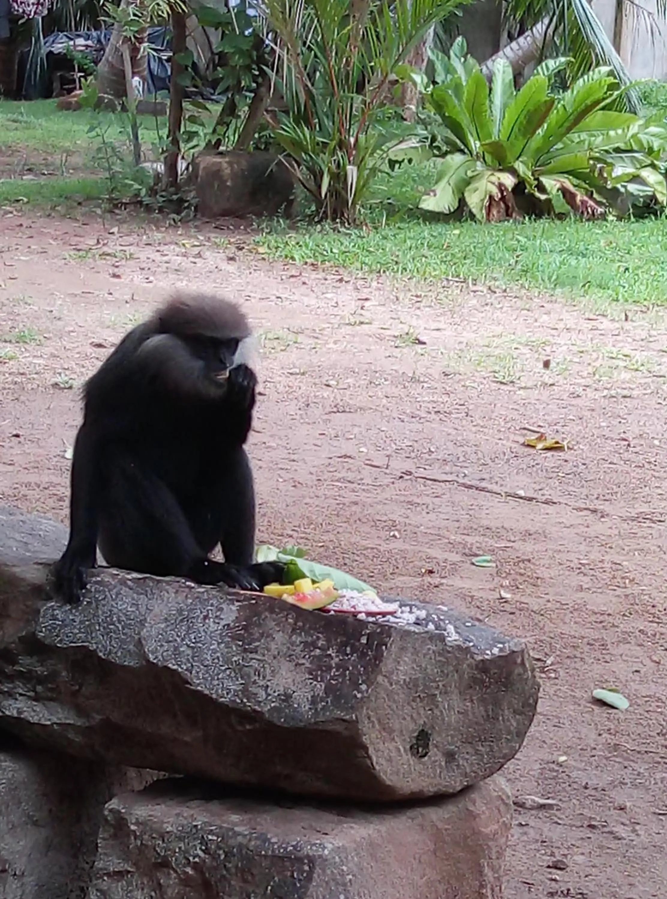 Animals in Ging View Villa