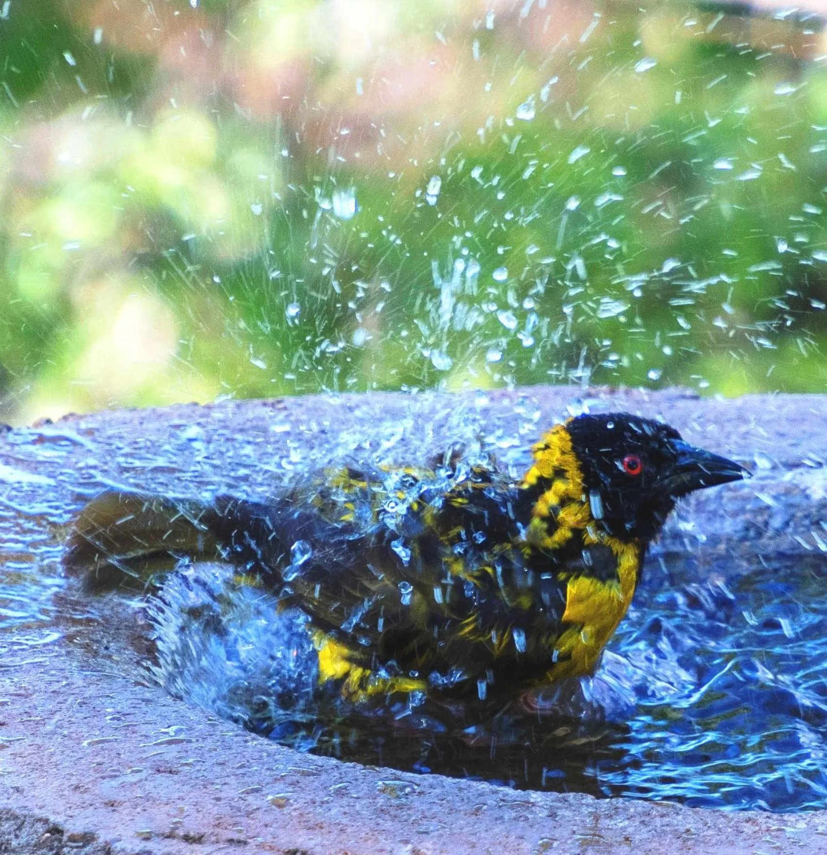 Garden in Musangano Lodge