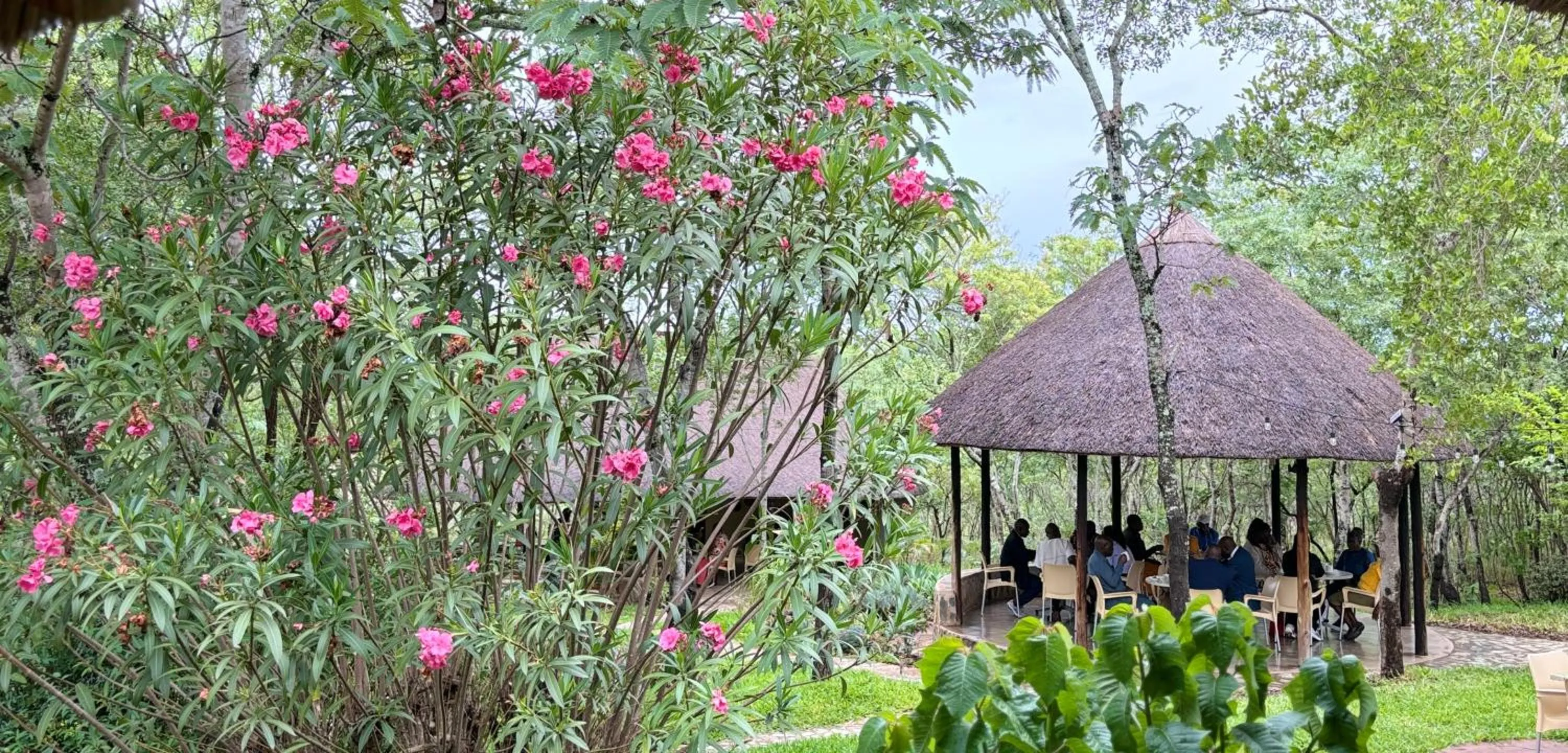 Restaurant/places to eat in Musangano Lodge