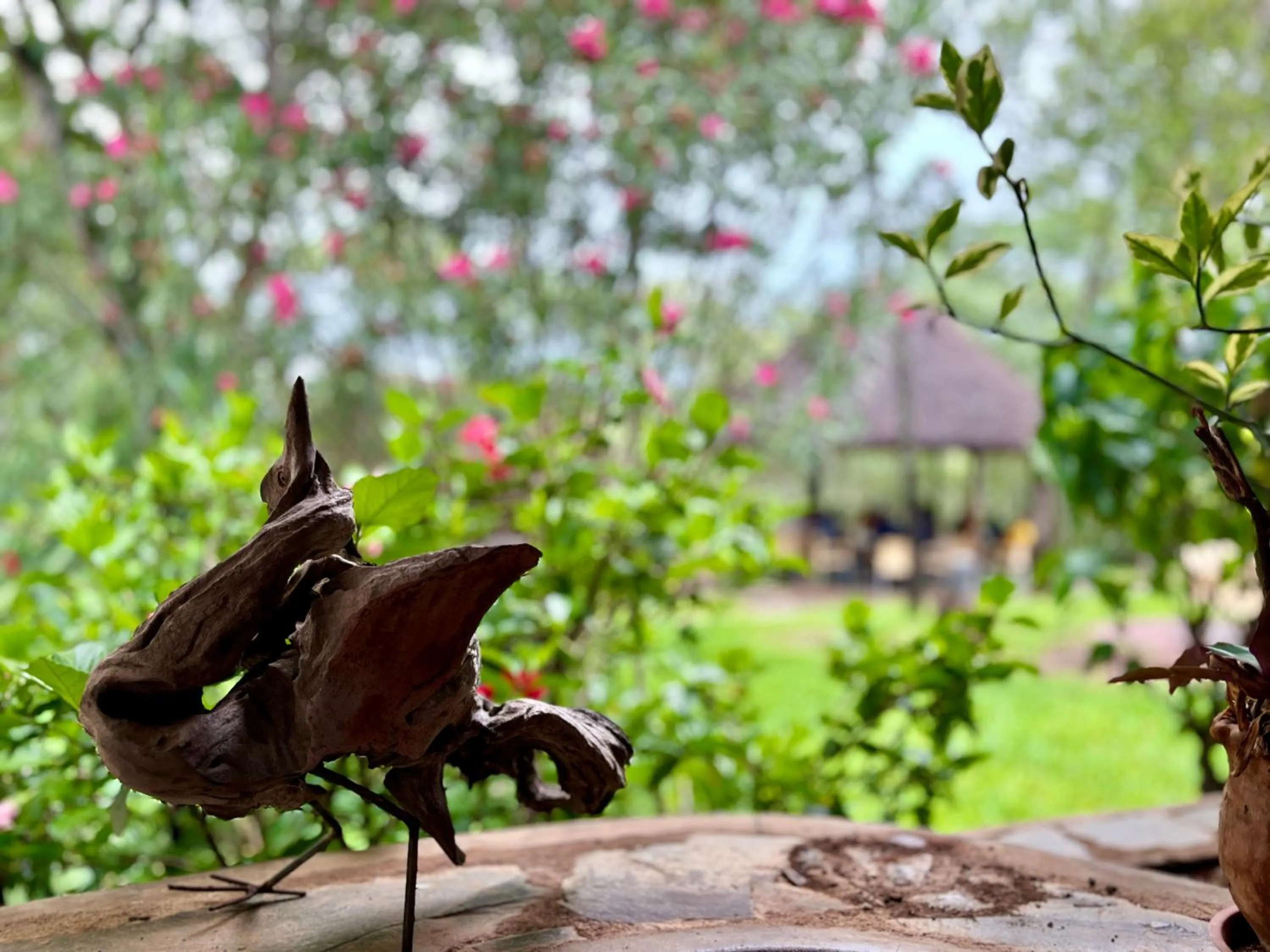 Restaurant/places to eat in Musangano Lodge