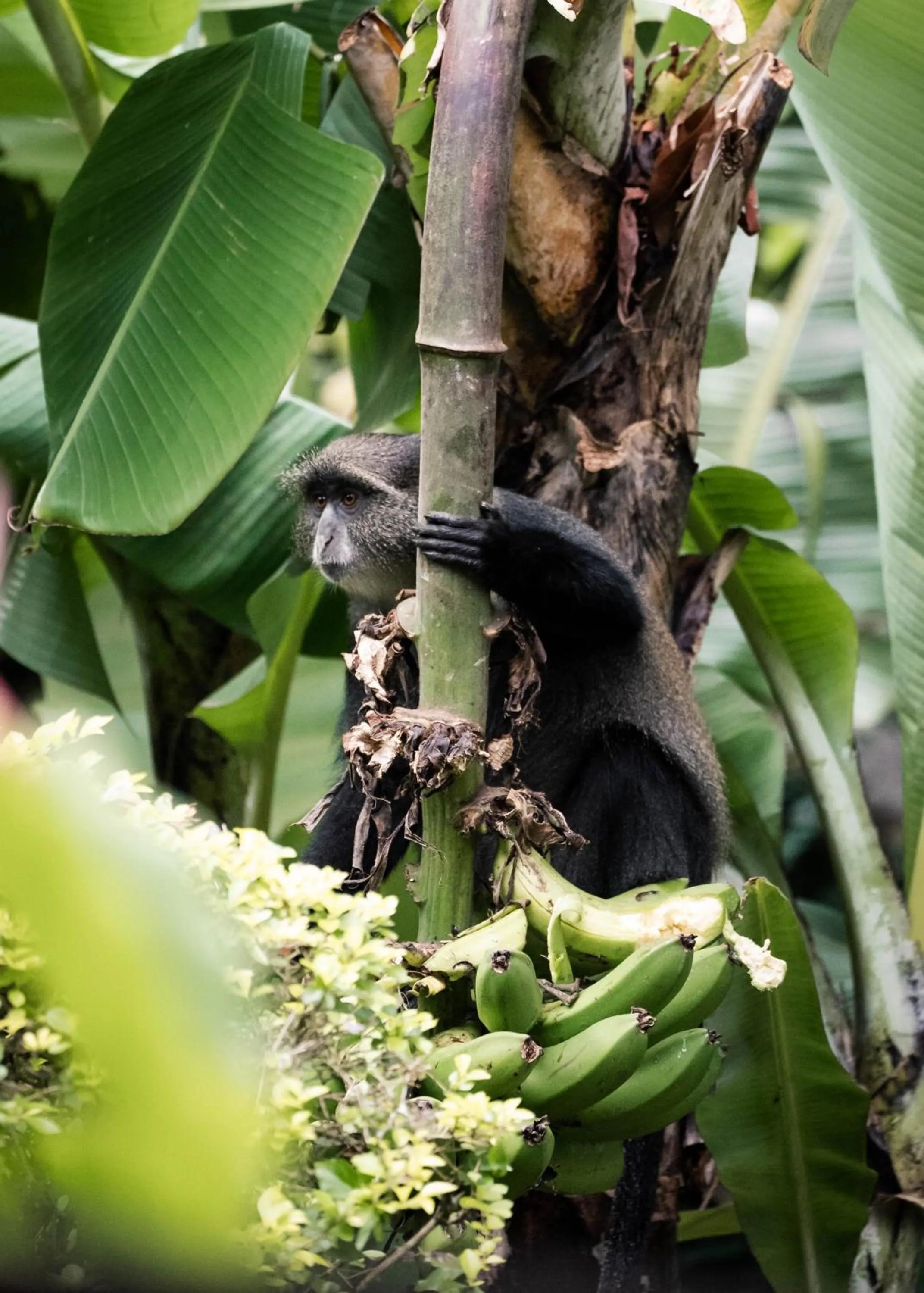 Property building in Aishi Machame