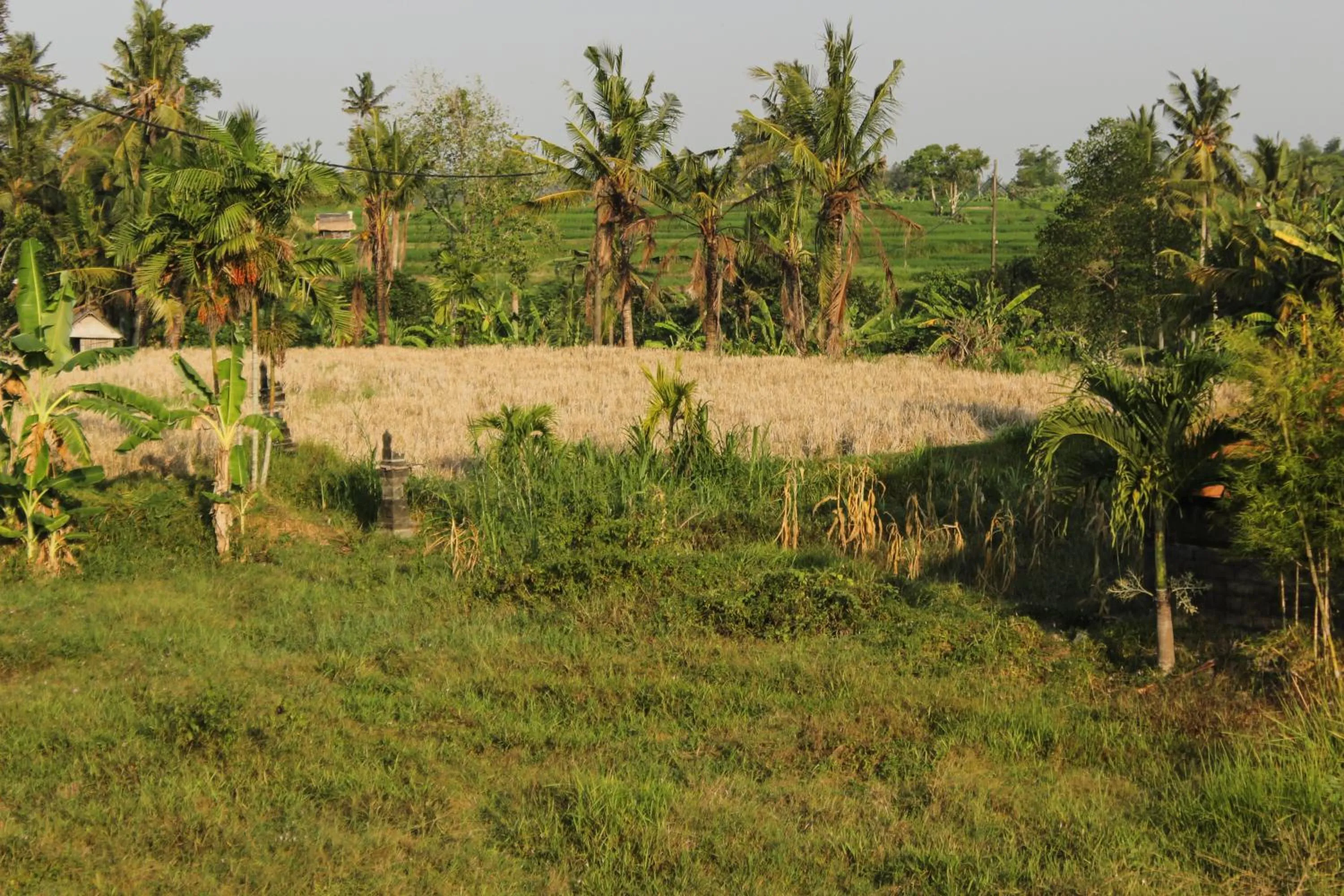 Ancut Sari