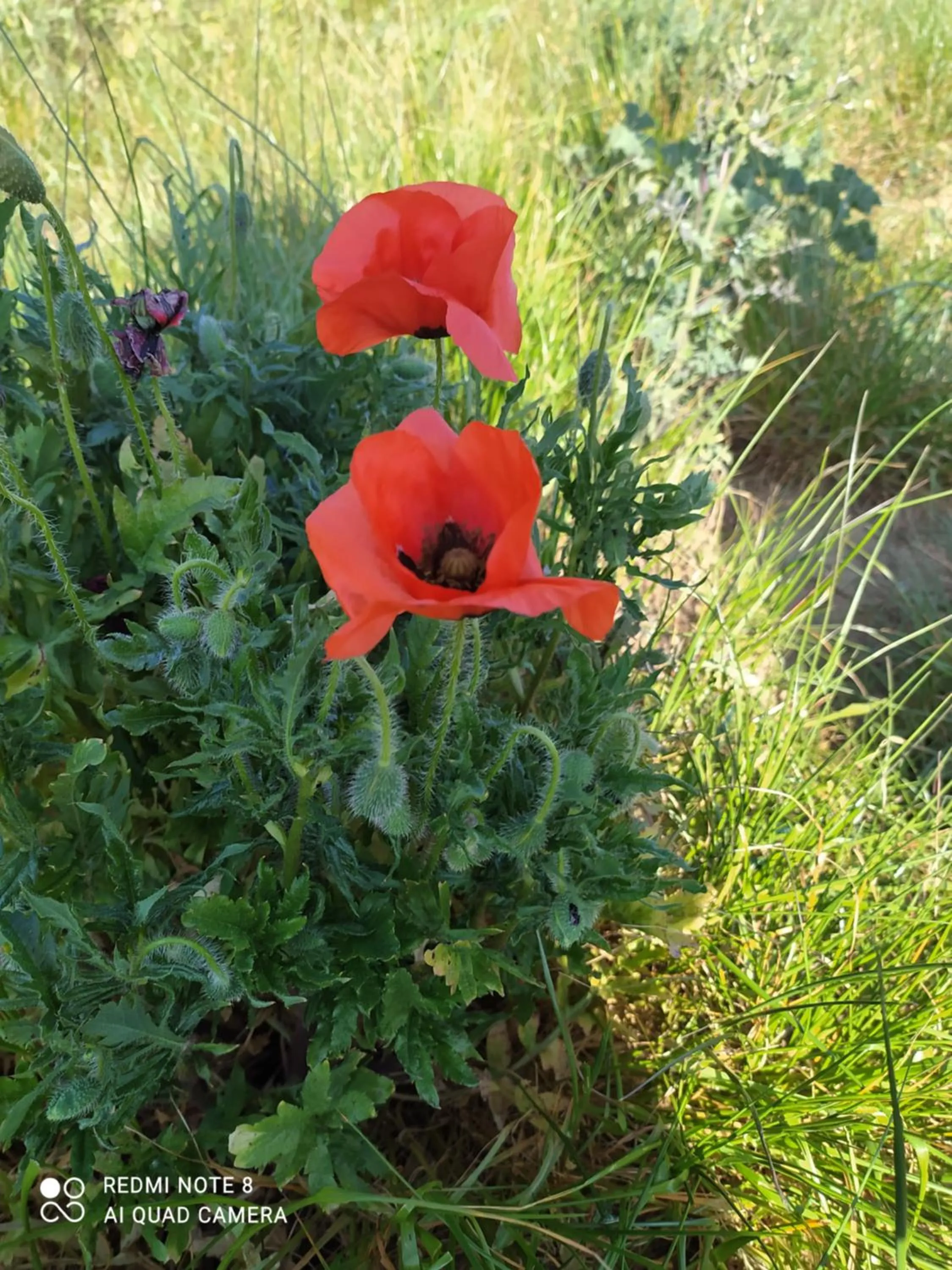 Spring in Abrivado Aimargues en petite camargue, parking intérieur, wifi, jardin