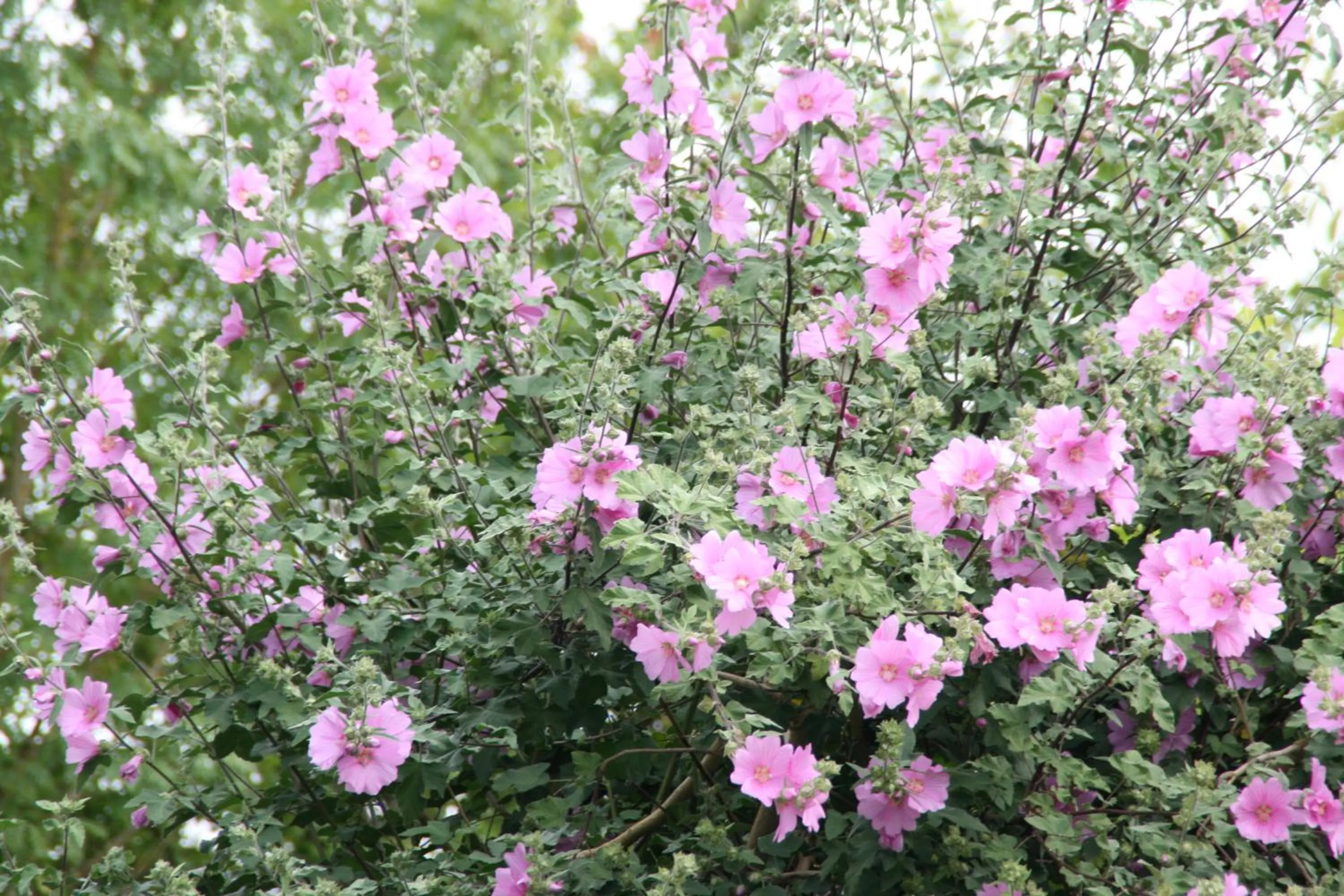 Les Demeures de la Laigne