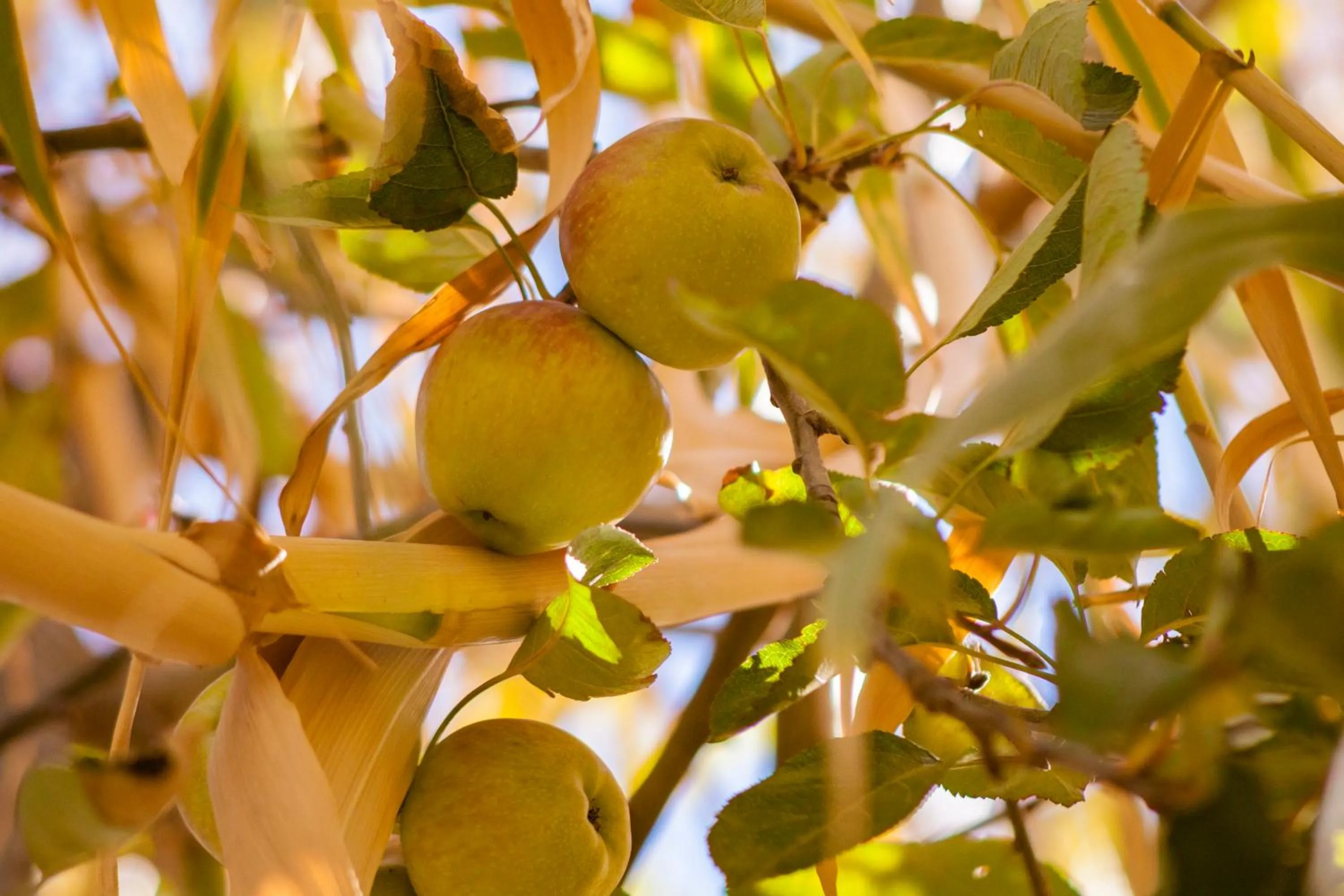 Garden in Villa Pomme d'Or