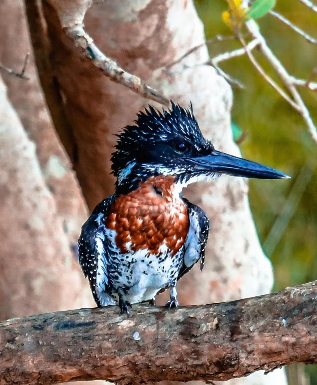 View (from property/room) in Pelican's Nest Holiday Home St Lucia