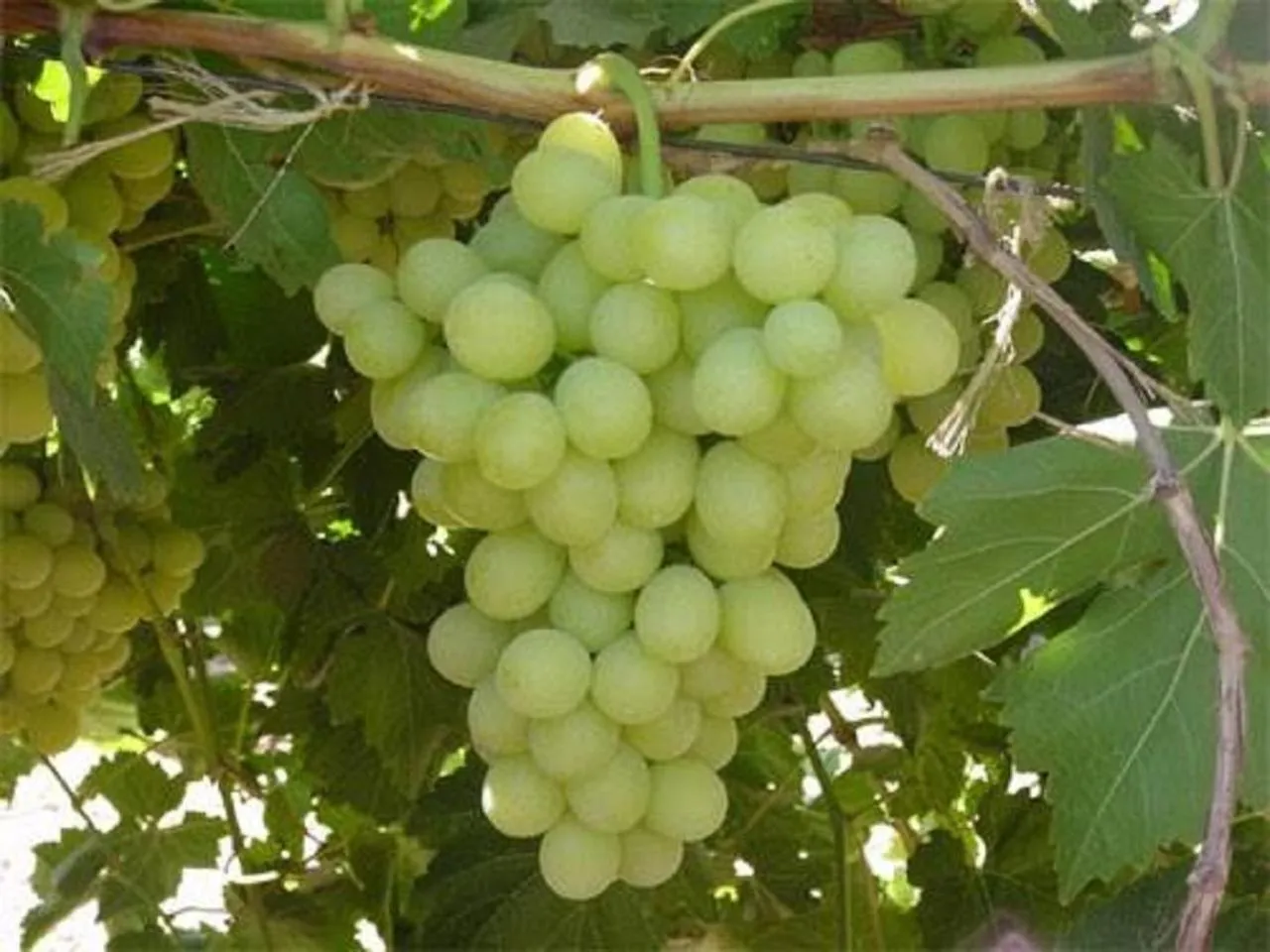Hostal Tierra de Vinos