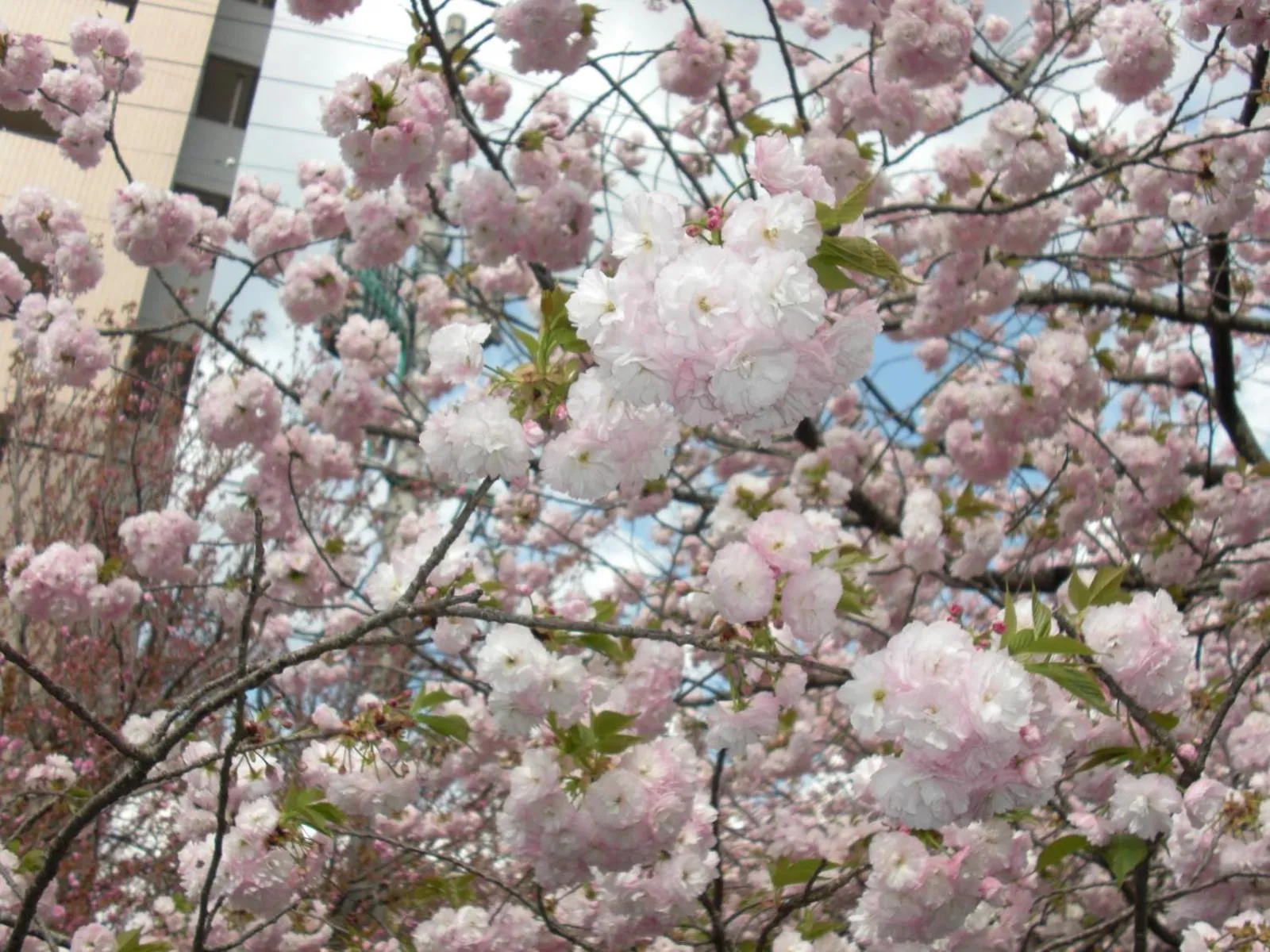 Seasons in Plaza Hotel Fujinoi