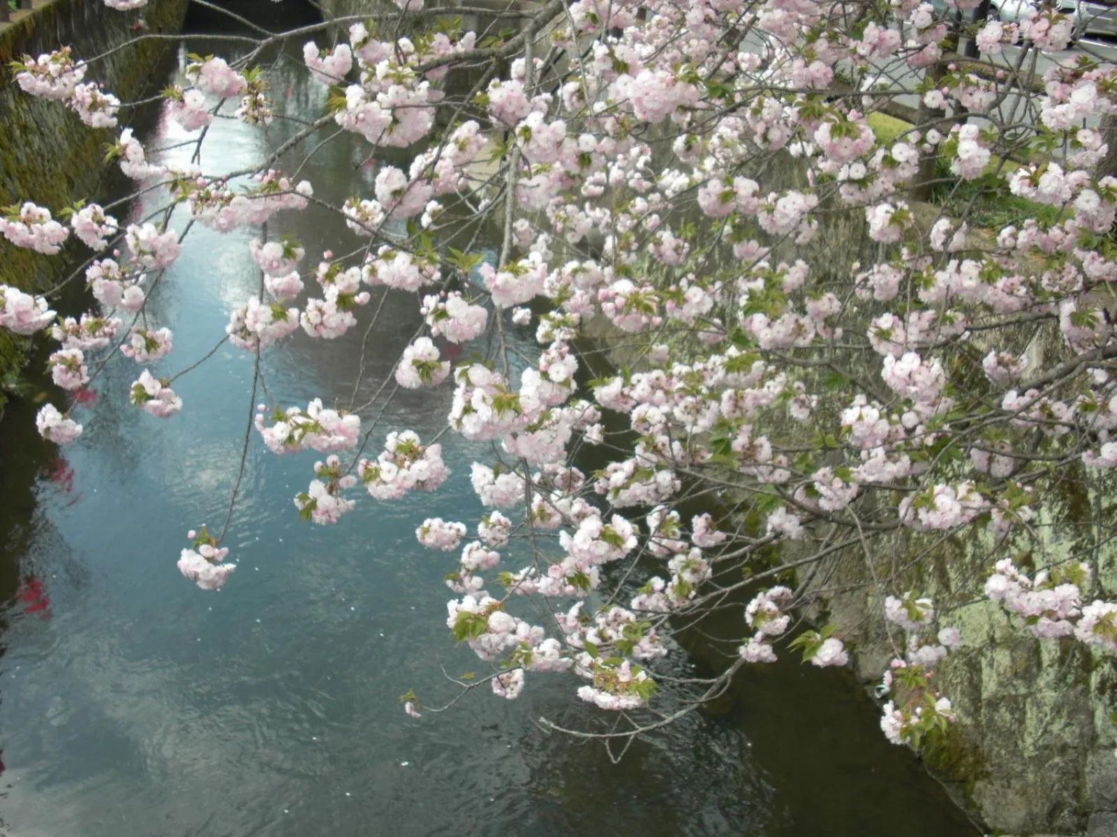 Seasons in Plaza Hotel Fujinoi