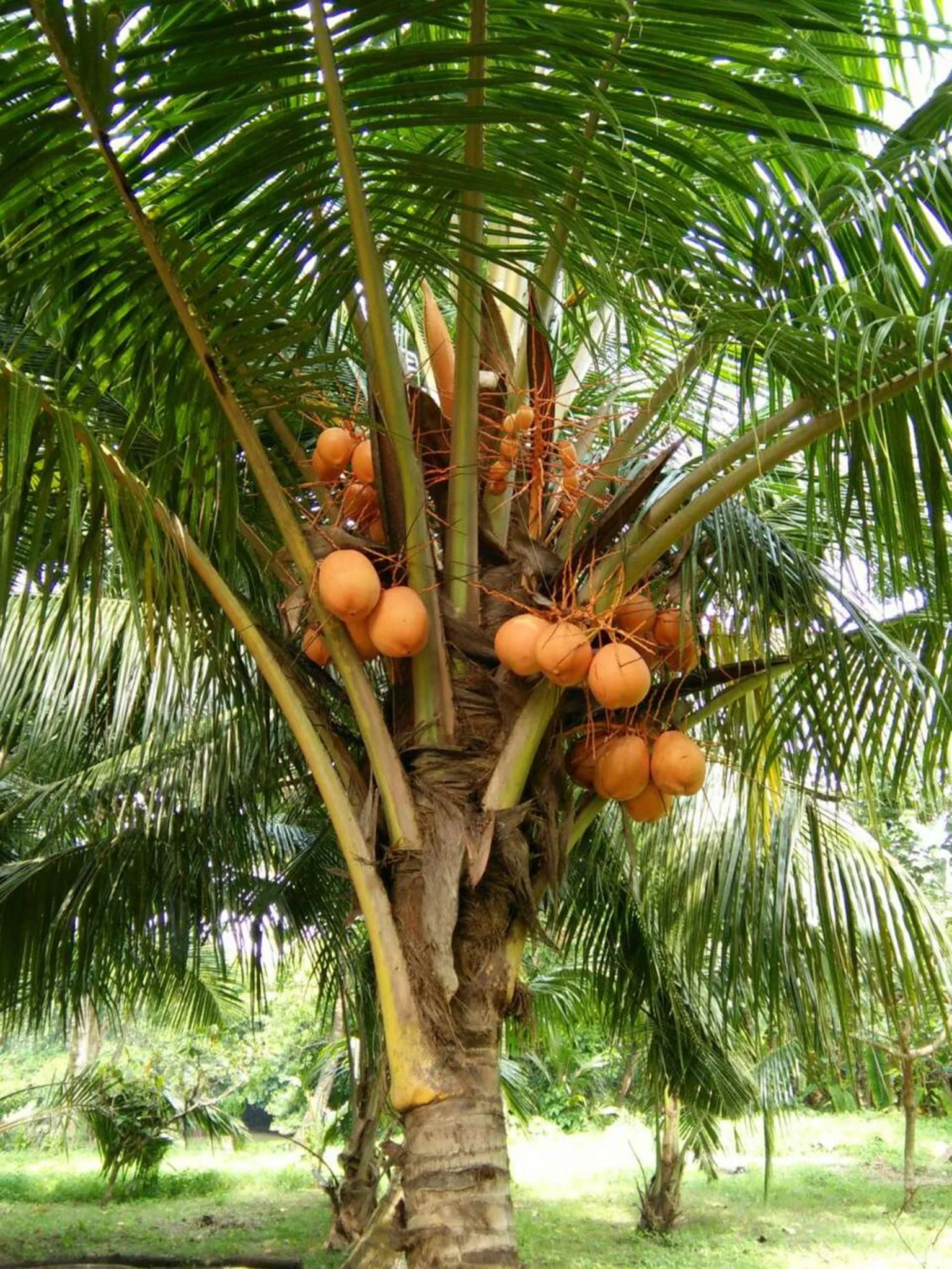 Garden view in Pelli Riverine