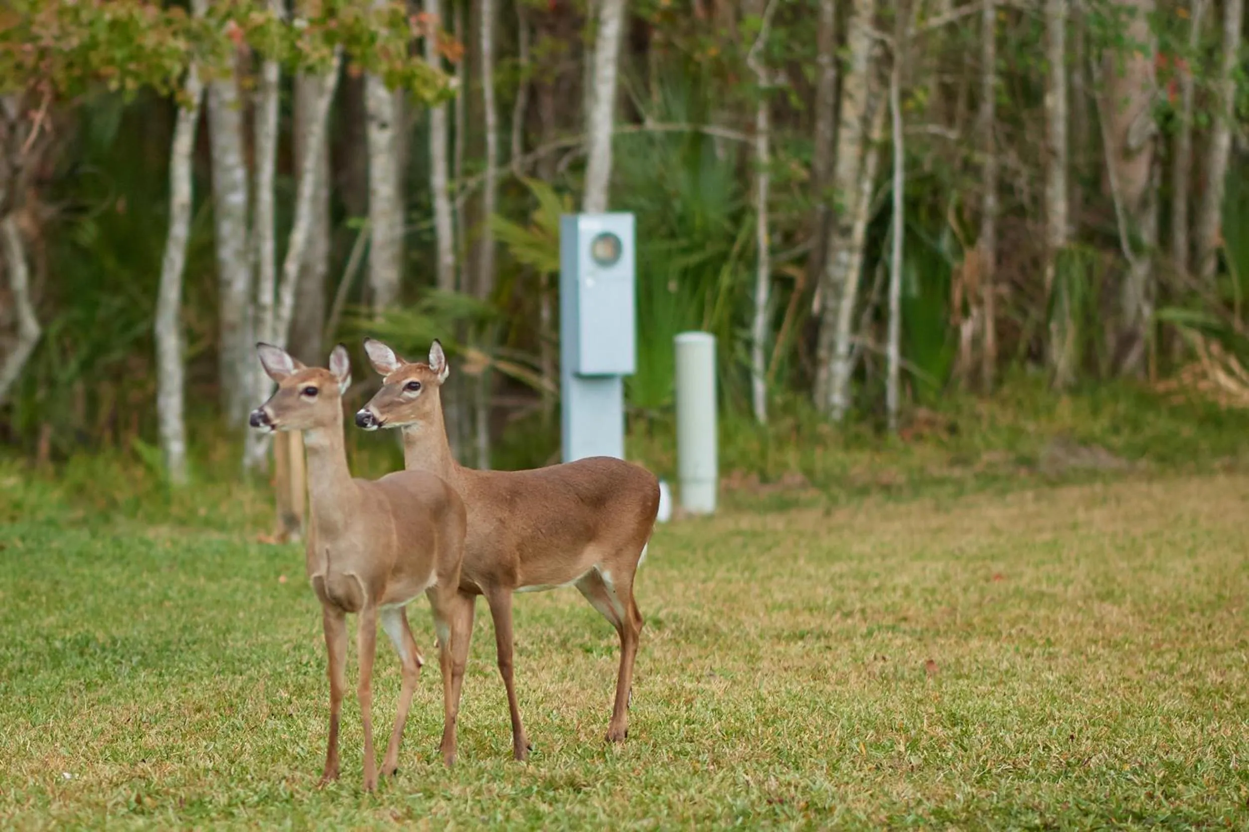 Natural landscape in Tropical Palms Resort