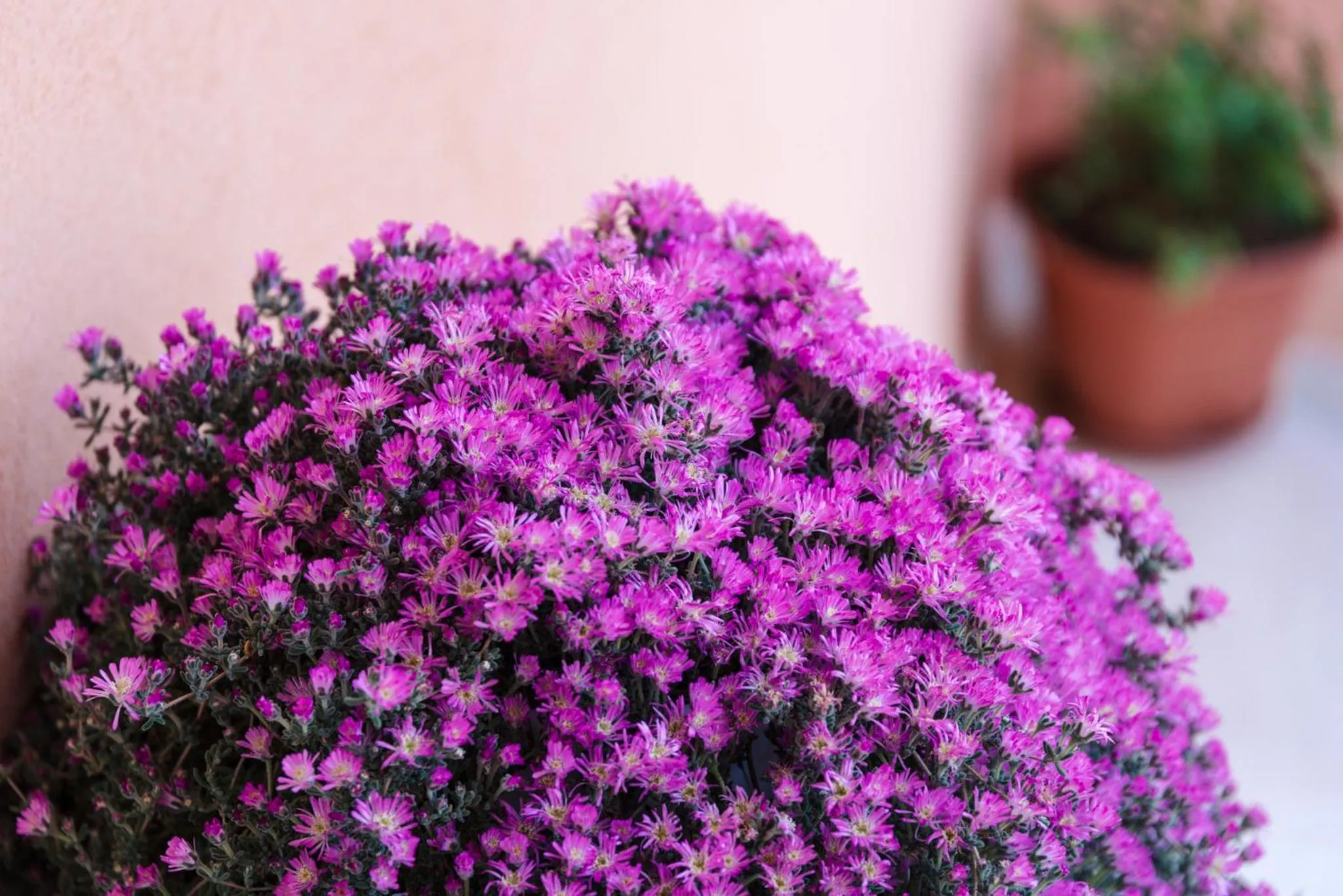 Garden in Villa dei Mercanti