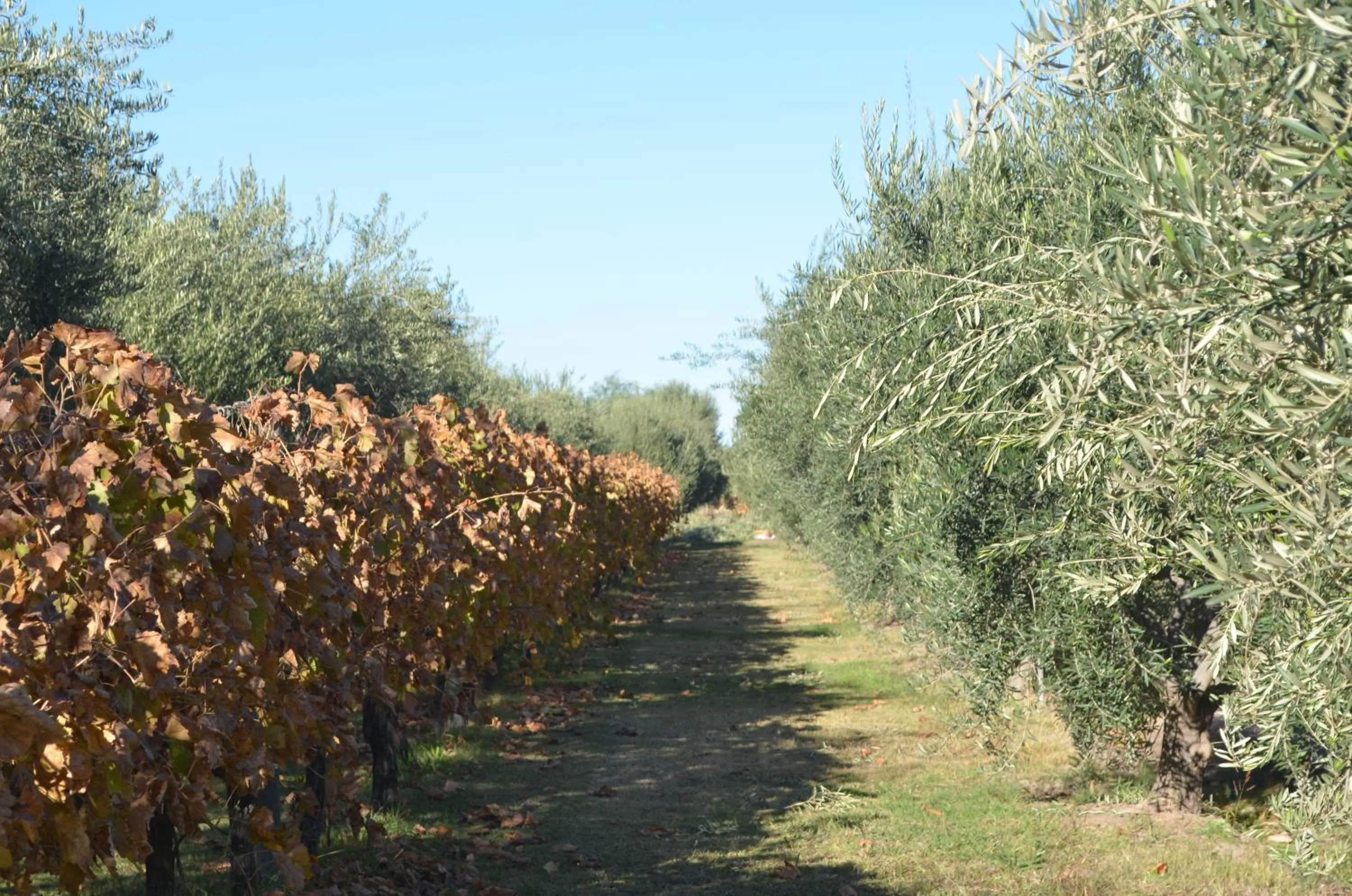 Garden in Finca Fisterra