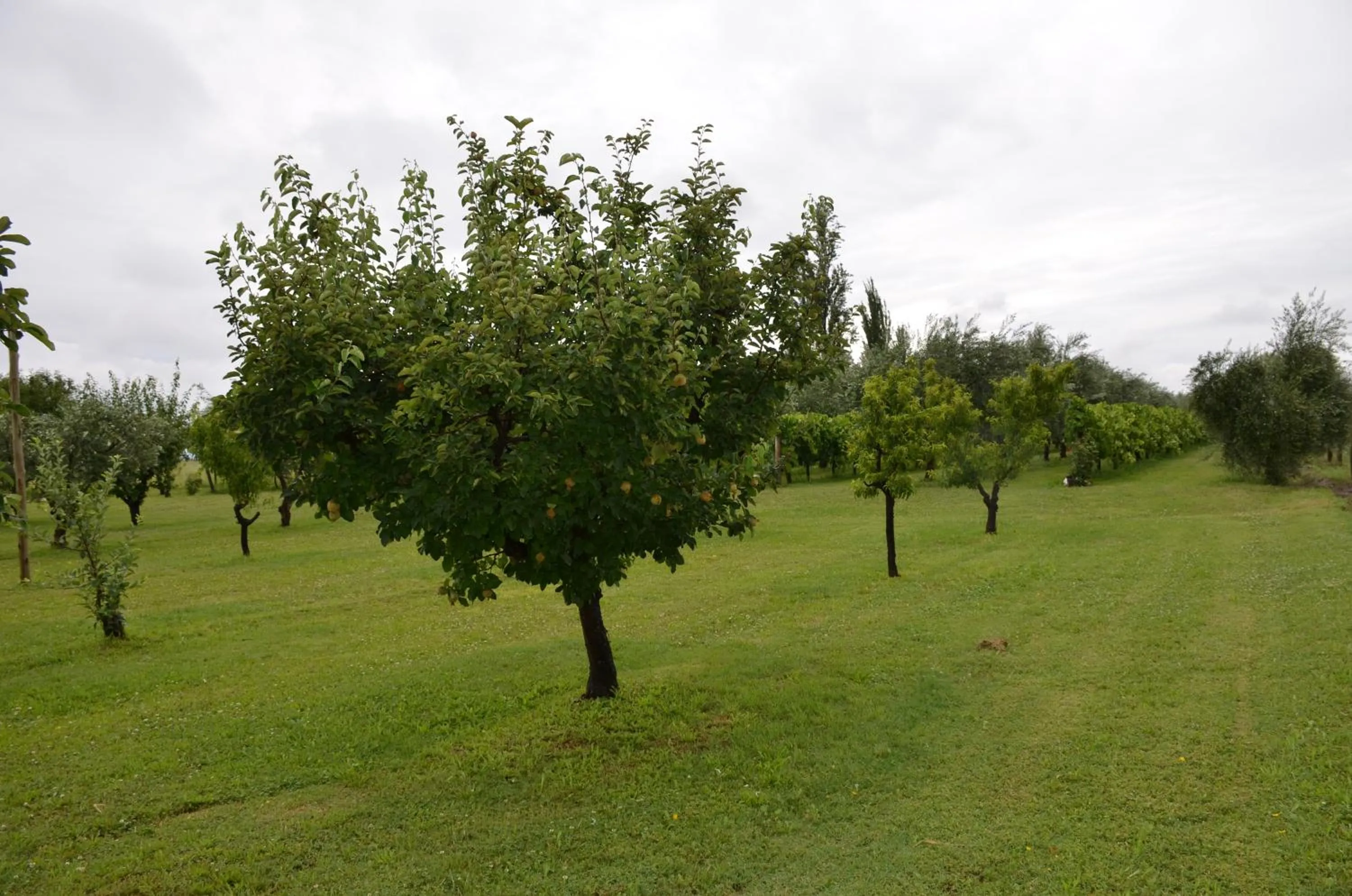 Garden in Finca Fisterra