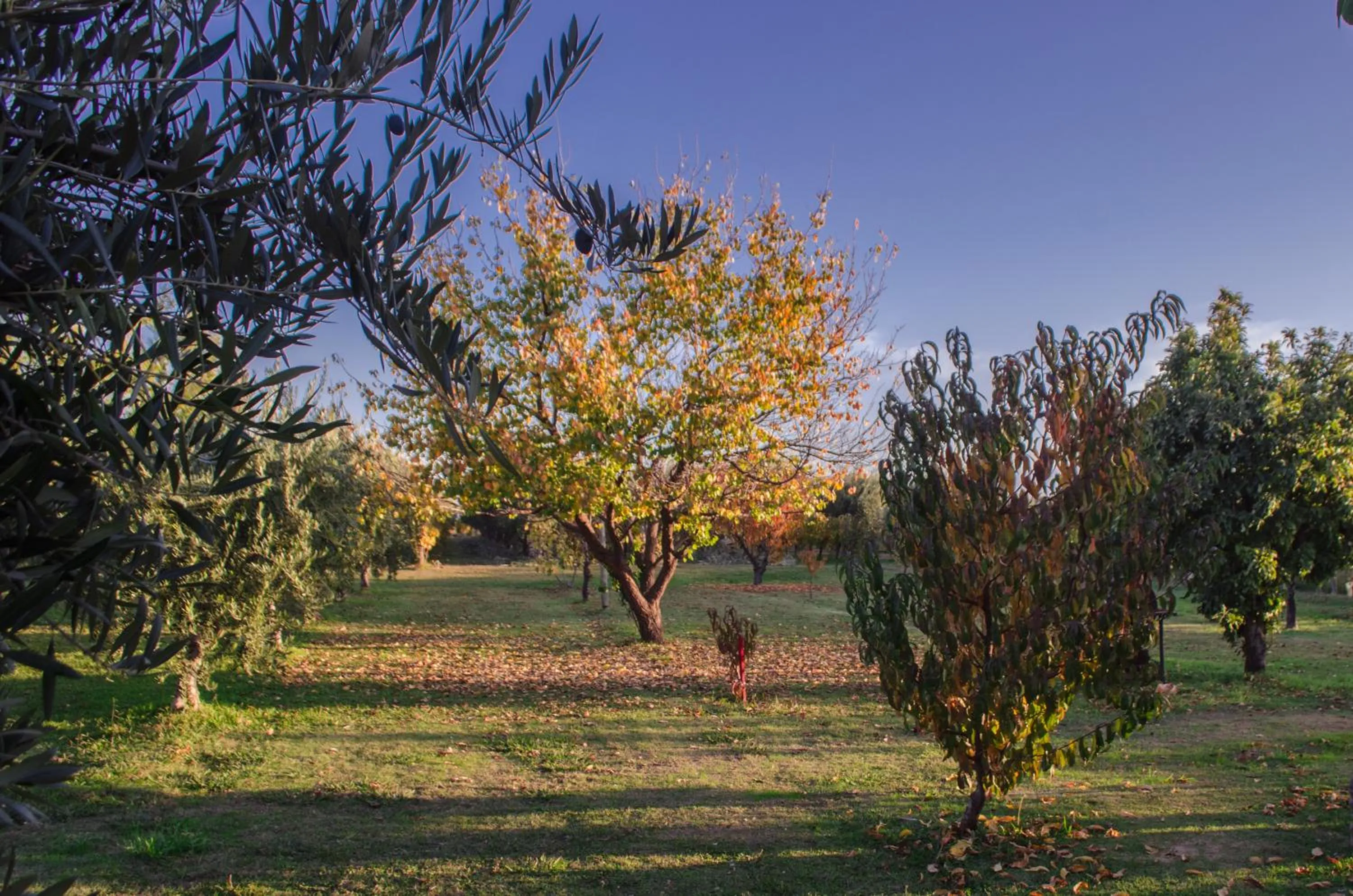 Garden in Finca Fisterra