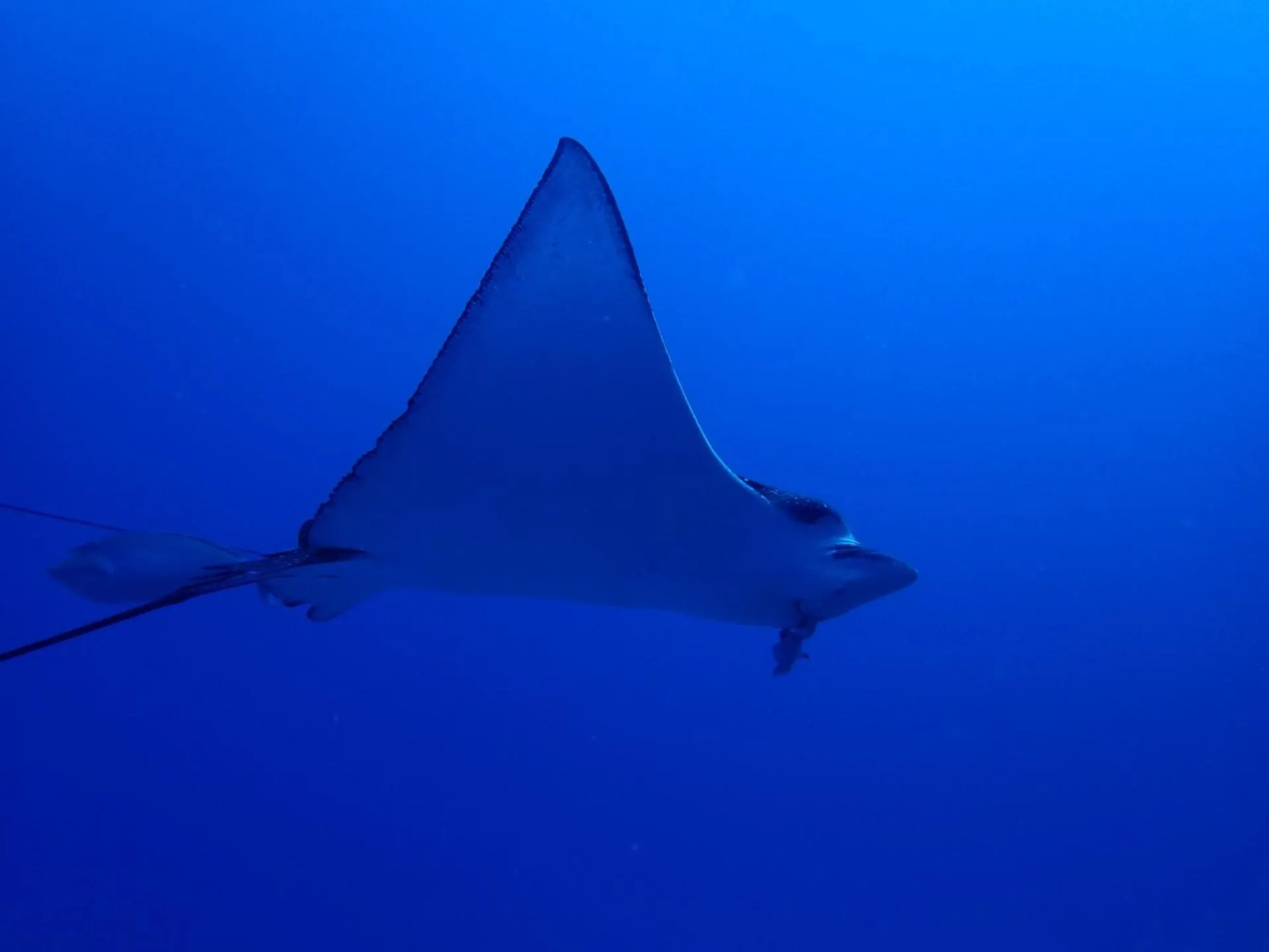 Fishing in The Sunrise Huraa