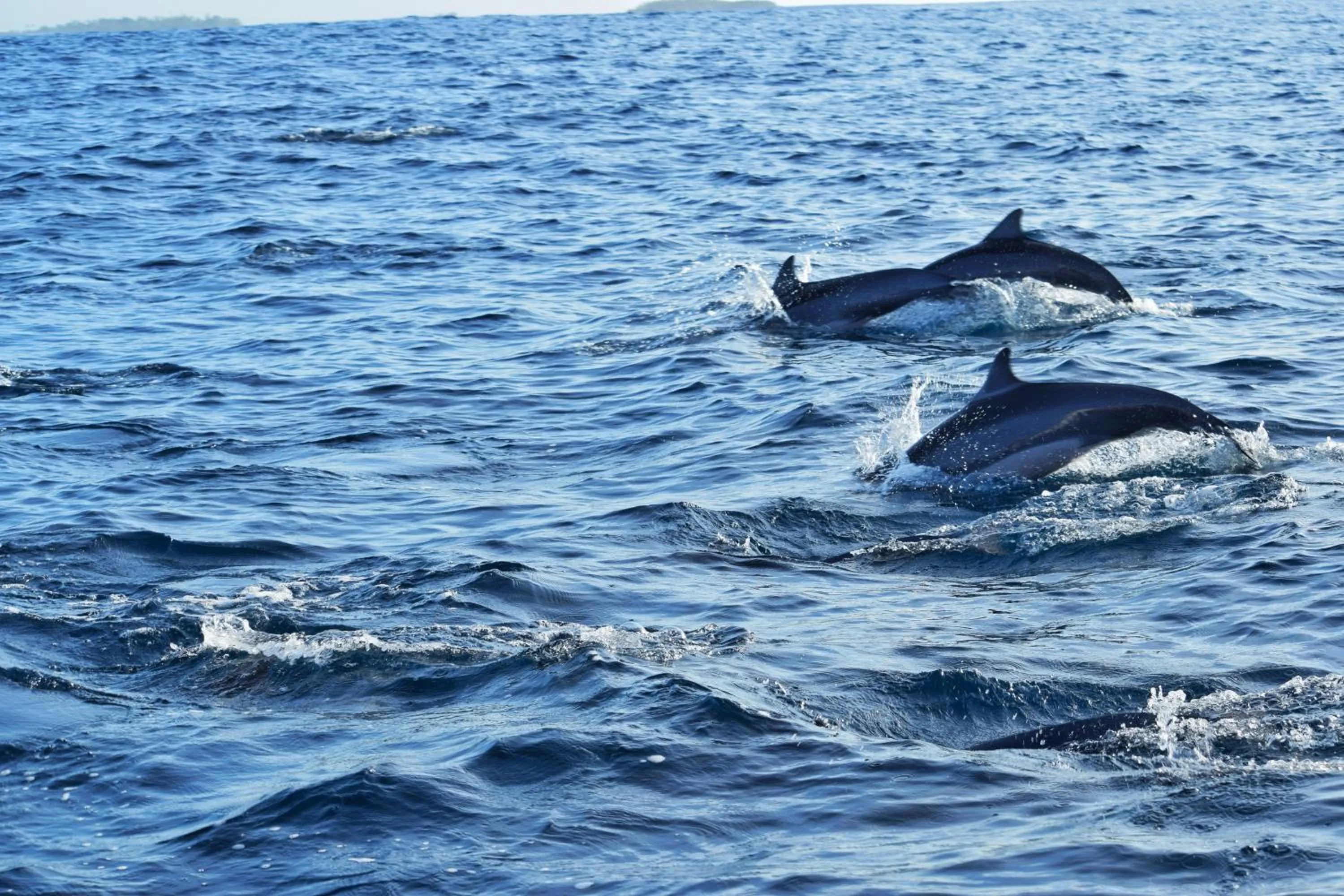 Off site in The Sunrise Huraa