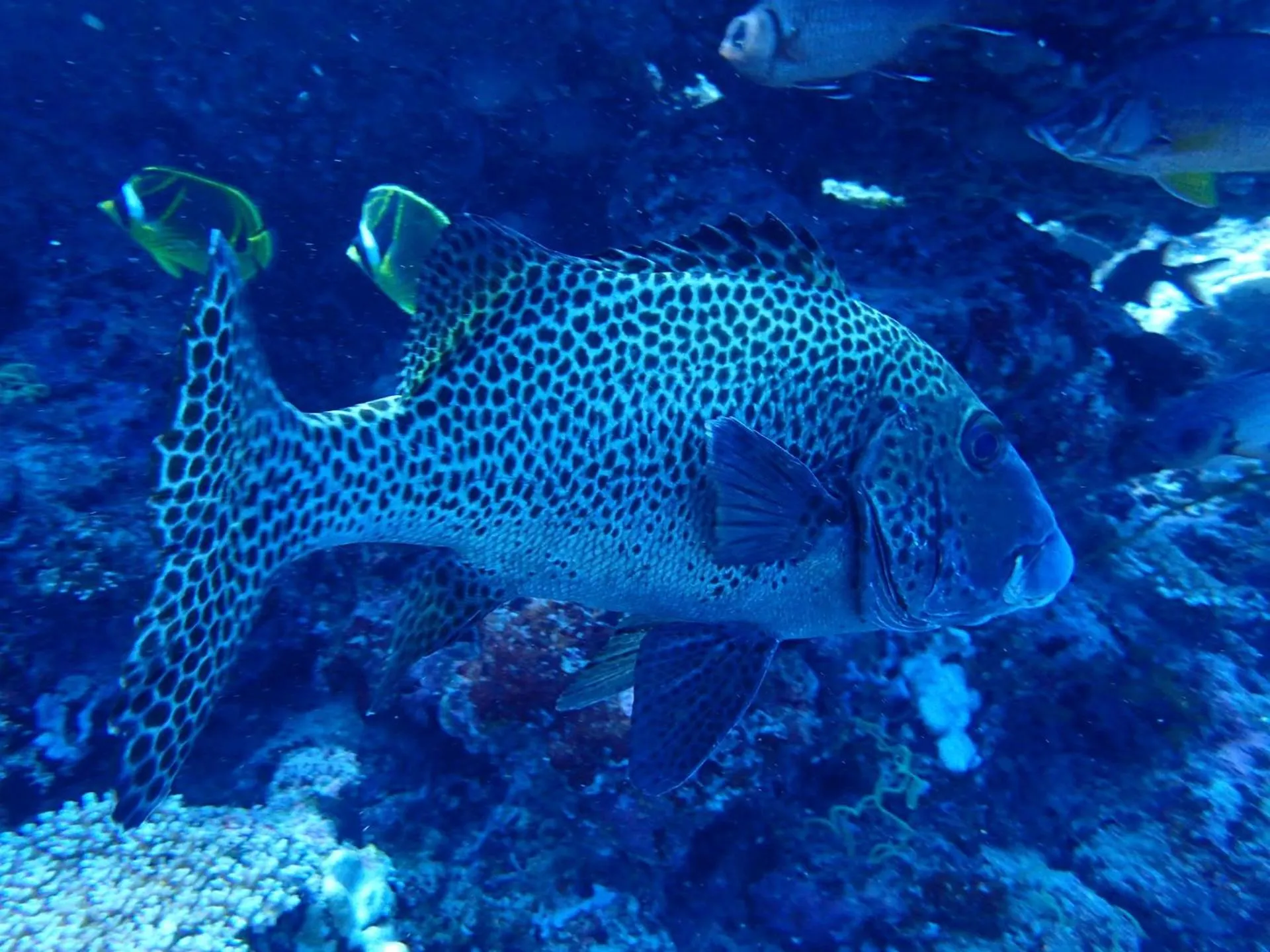 Fishing in The Sunrise Huraa