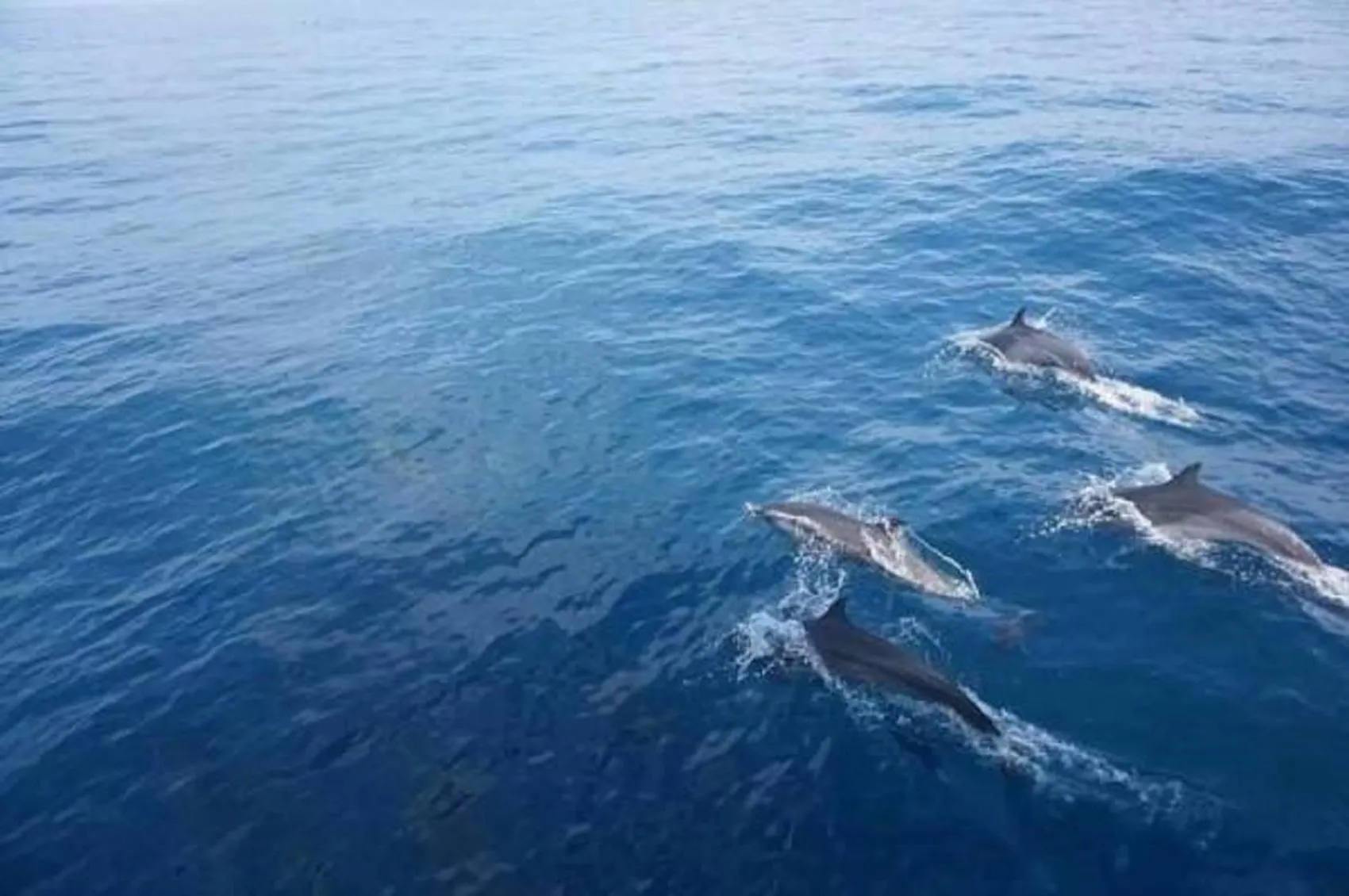 Activities in GG Lodge Mirissa