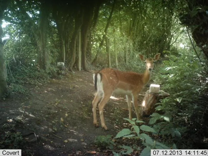 Animals in Ironbridge Lodge