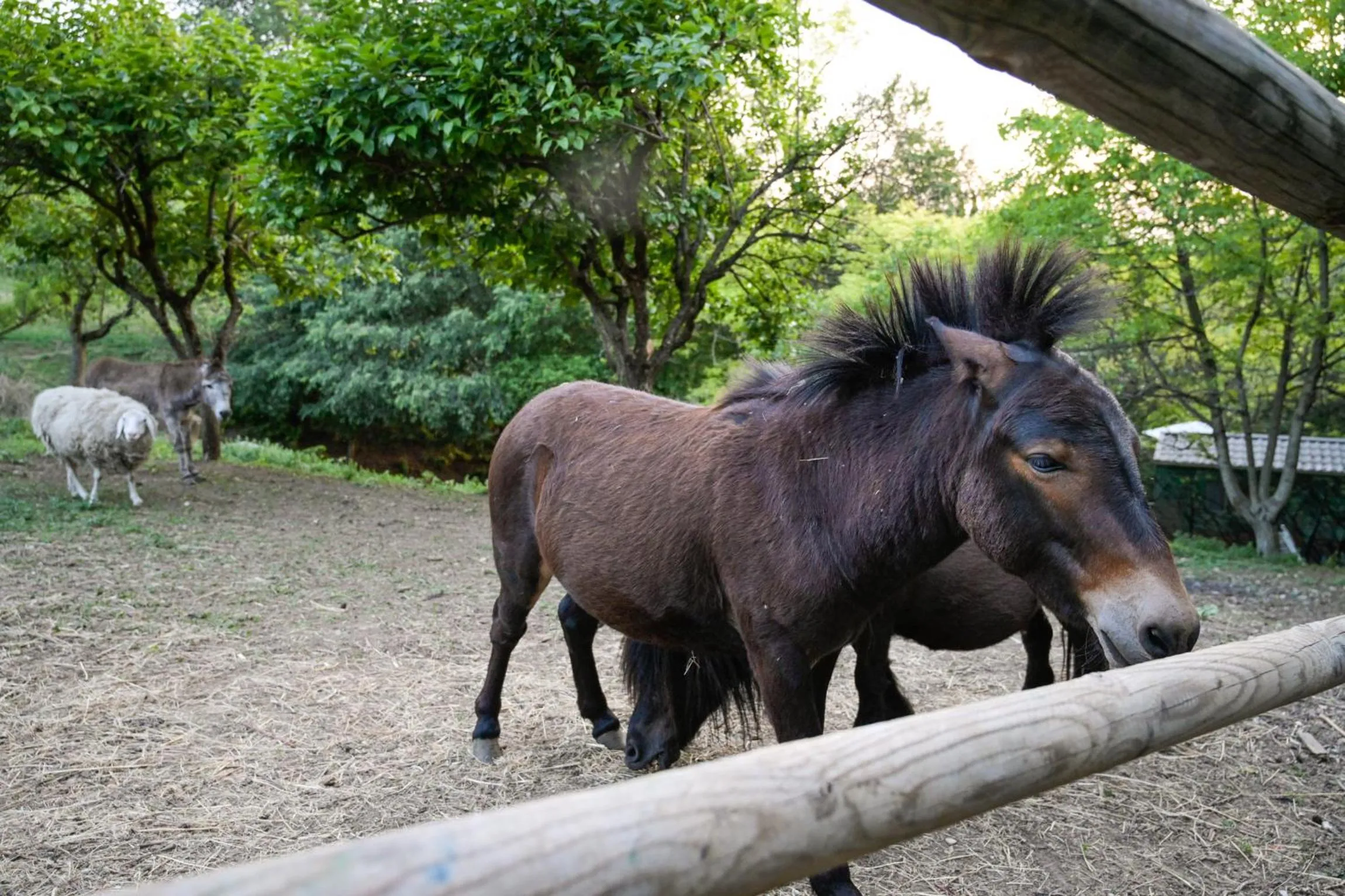 Animals in Villa Isidoro ampio parco ,piscina privata, arte e giochi , fitness