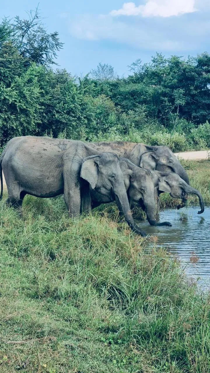 Nature lovers Safari Cottage