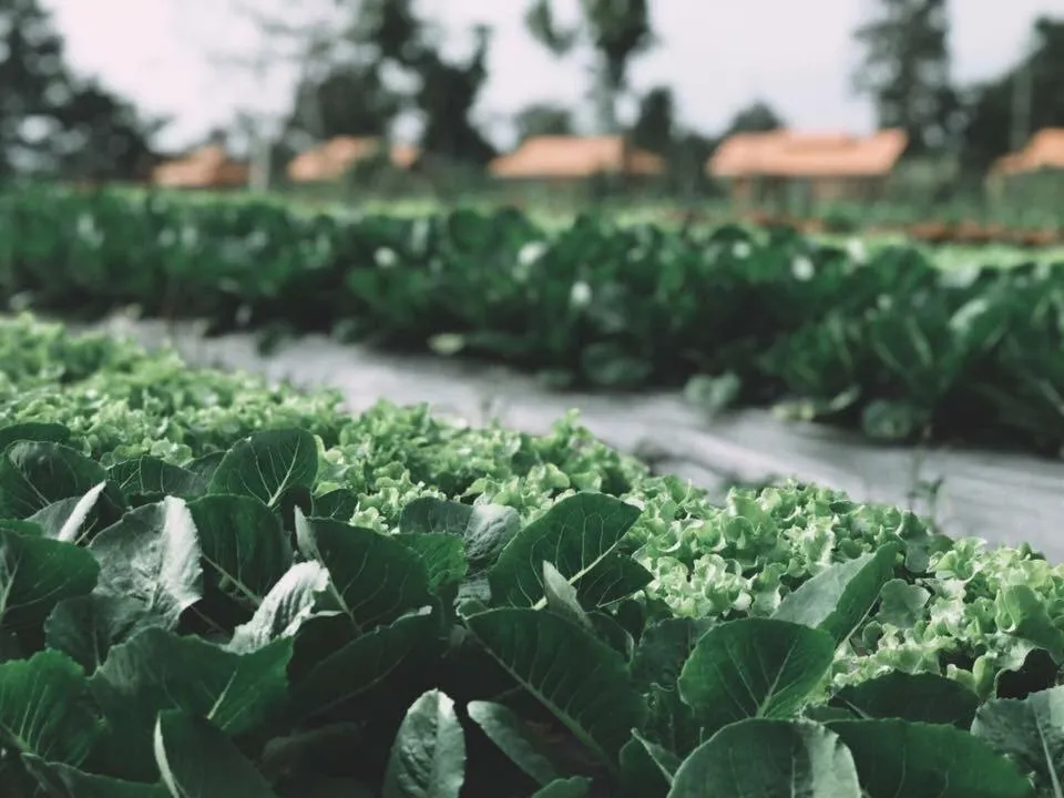 Garden view in COOLLiving Farmhouse Organic
