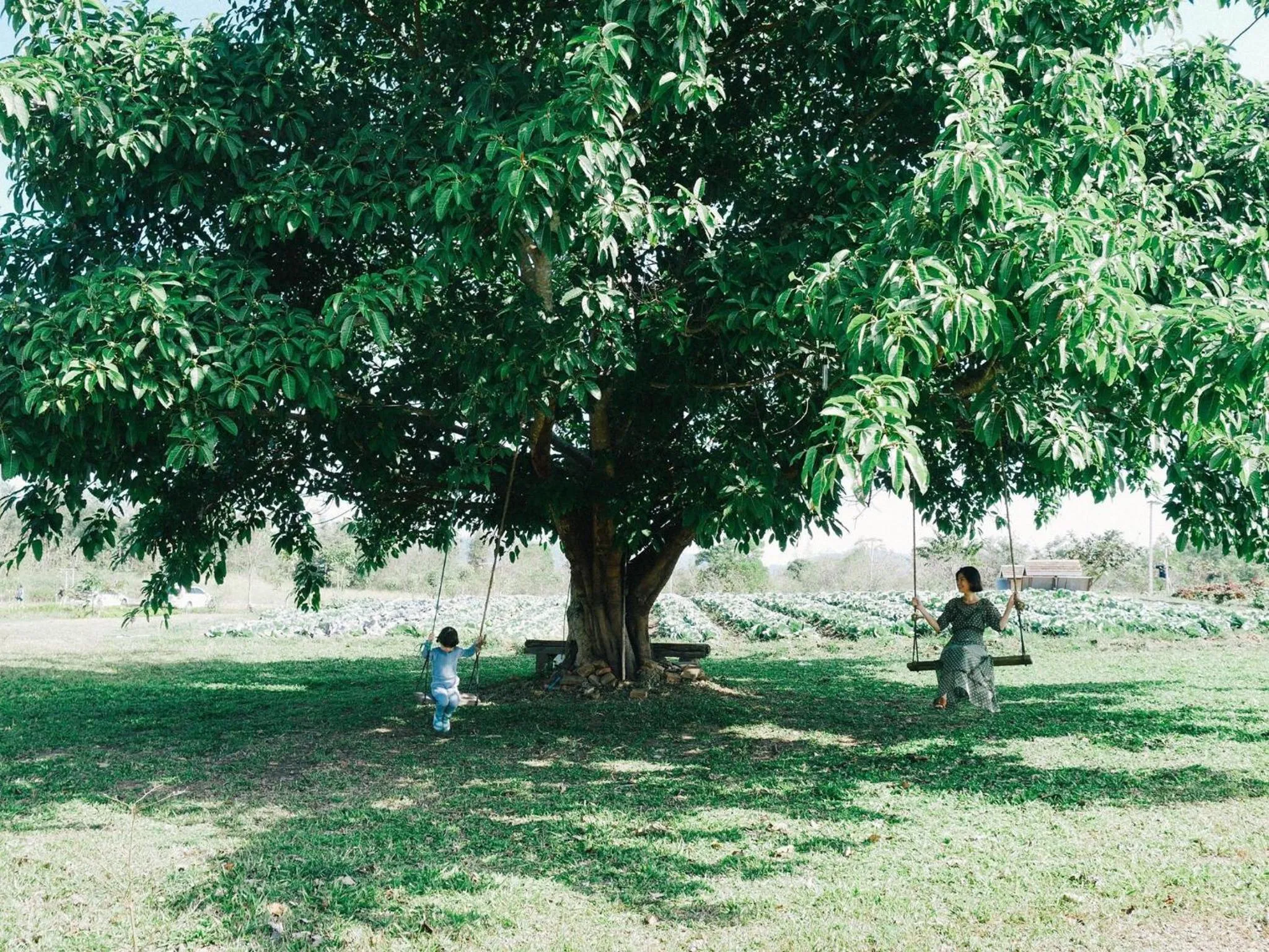Garden in COOLLiving Farmhouse Organic