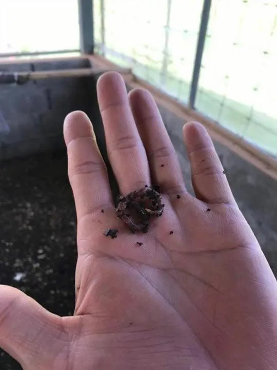 Pets in COOLLiving Farmhouse Organic