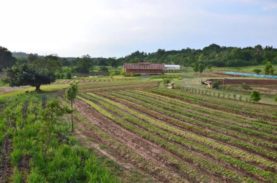 Garden in COOLLiving Farmhouse Organic