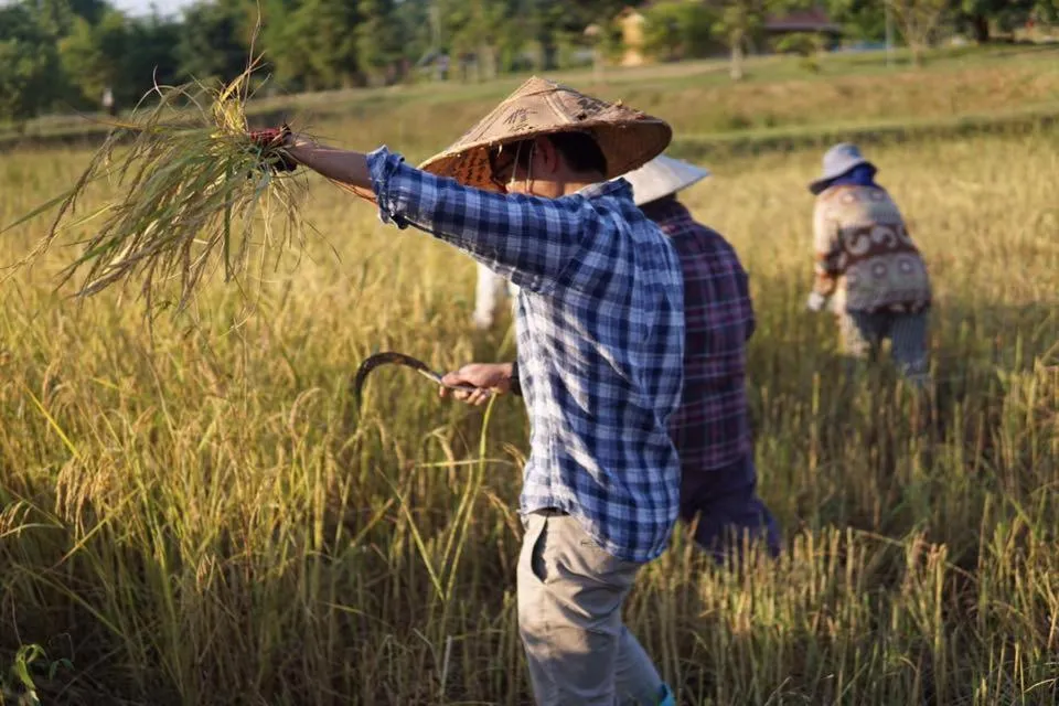 Activities in COOLLiving Farmhouse Organic