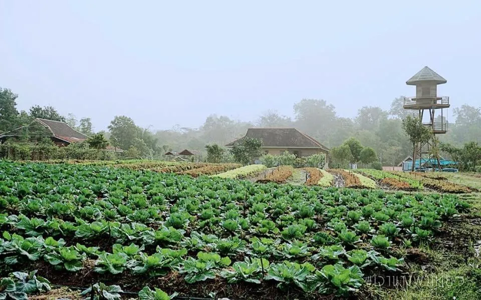 Sunrise in COOLLiving Farmhouse Organic