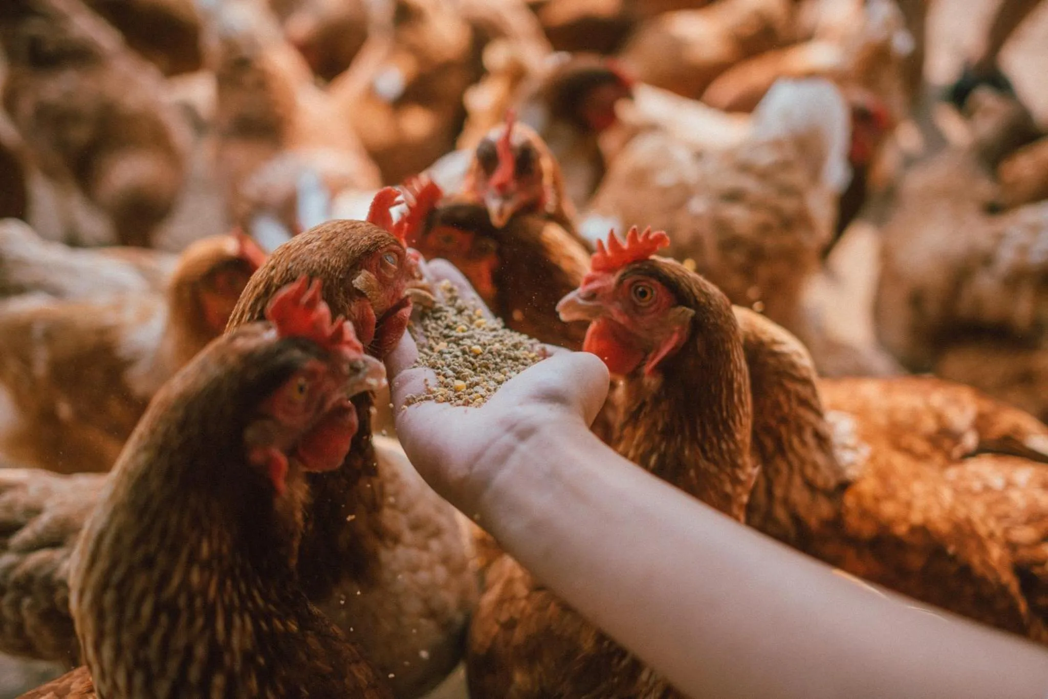 Activities in COOLLiving Farmhouse Organic