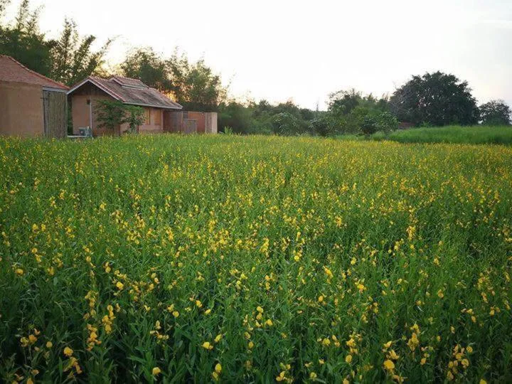 Garden view in COOLLiving Farmhouse Organic