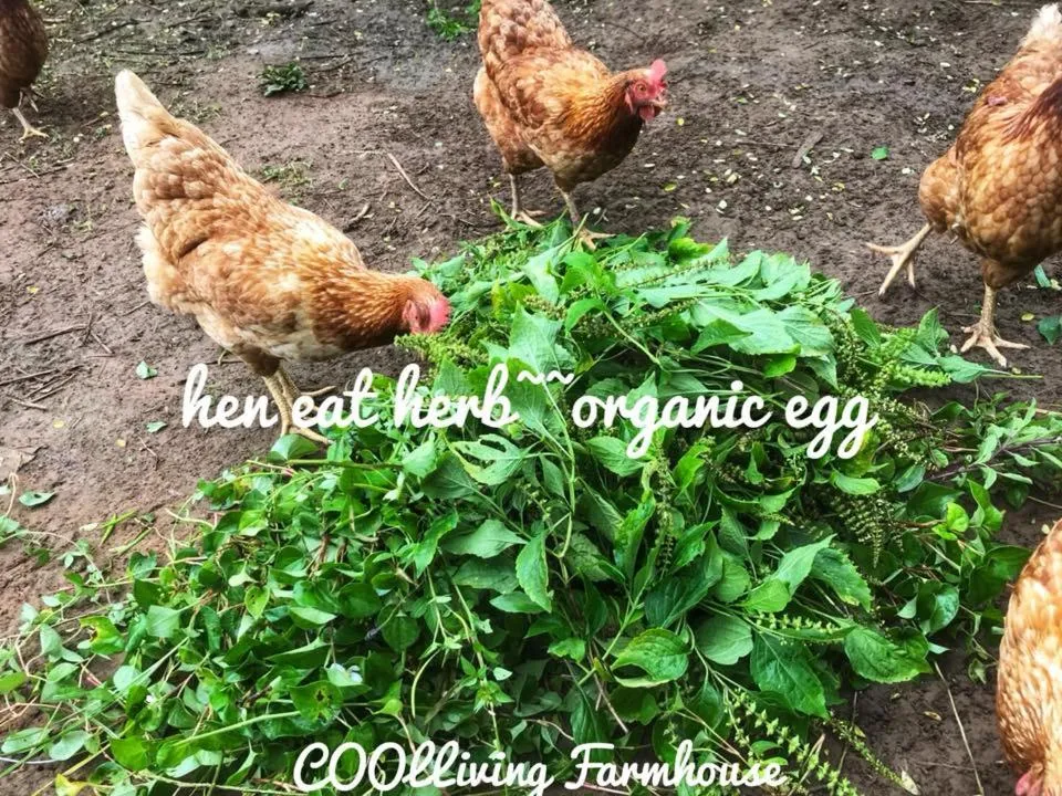 Activities in COOLLiving Farmhouse Organic