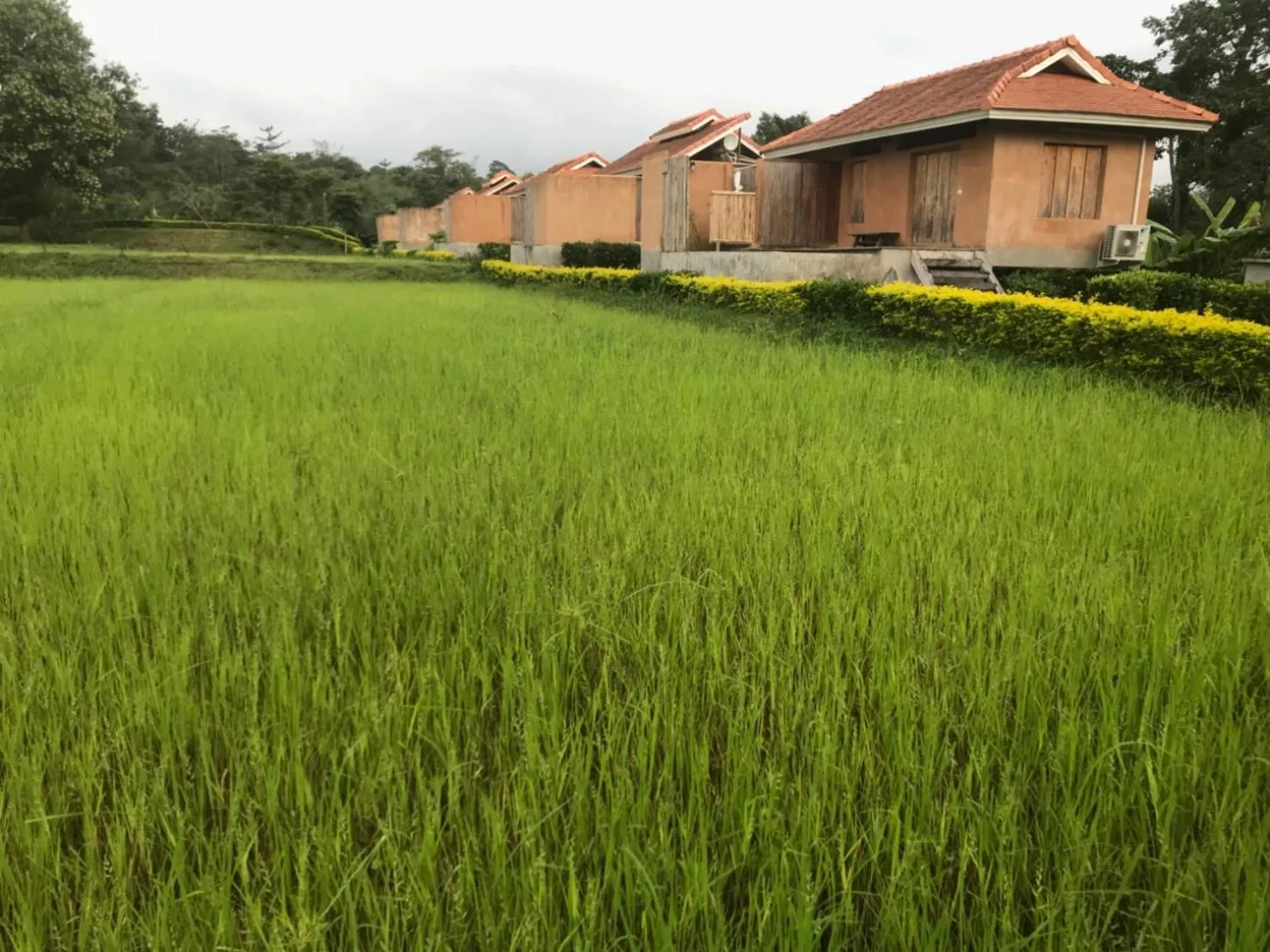 Garden view in COOLLiving Farmhouse Organic
