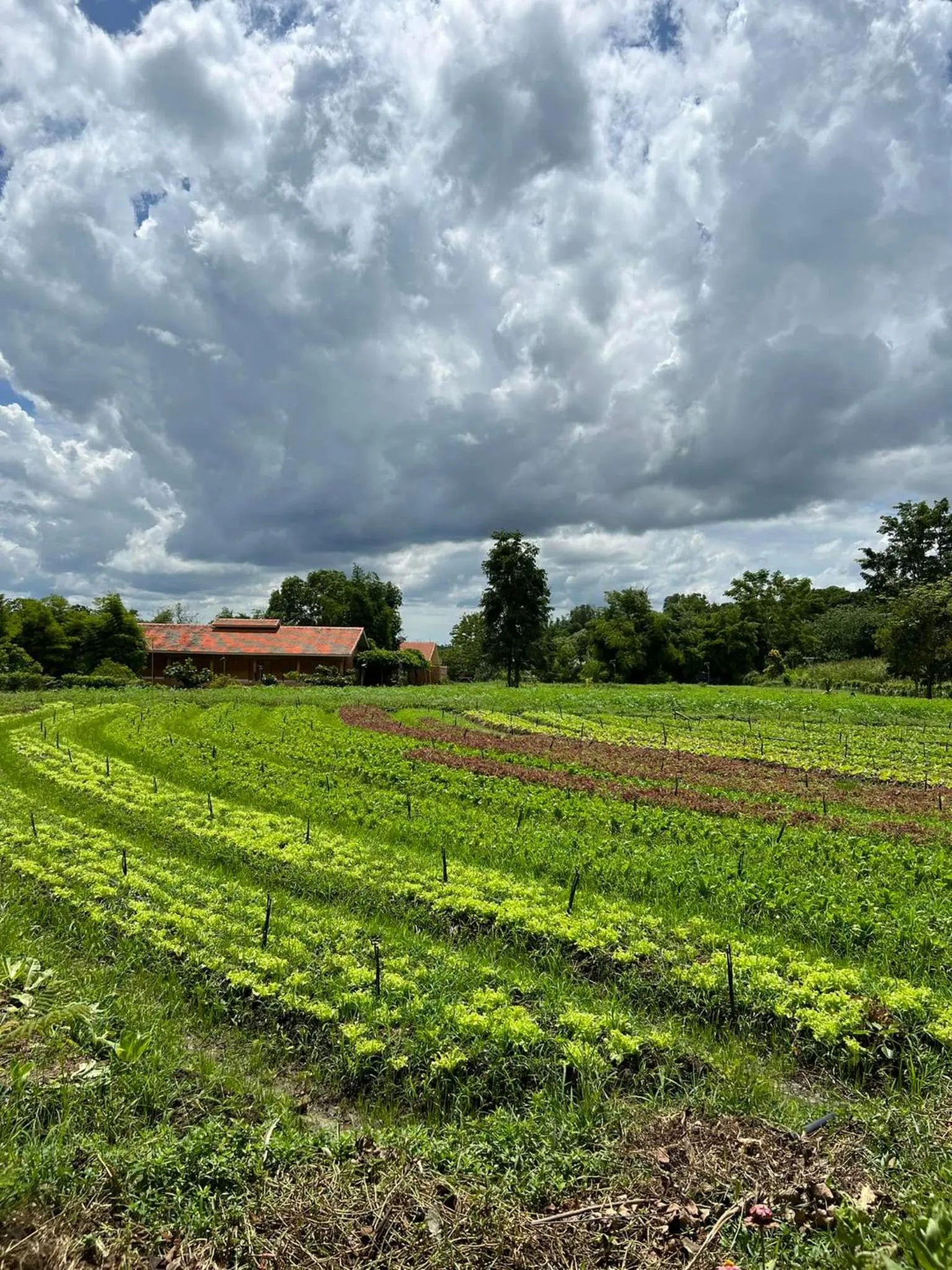 View (from property/room) in COOLLiving Farmhouse Organic