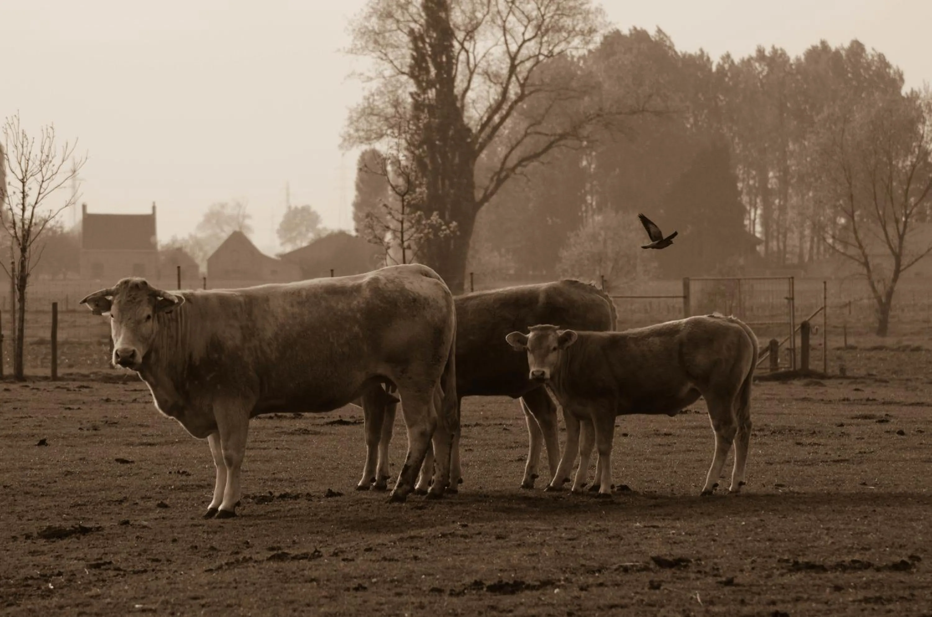 De Groote Waere